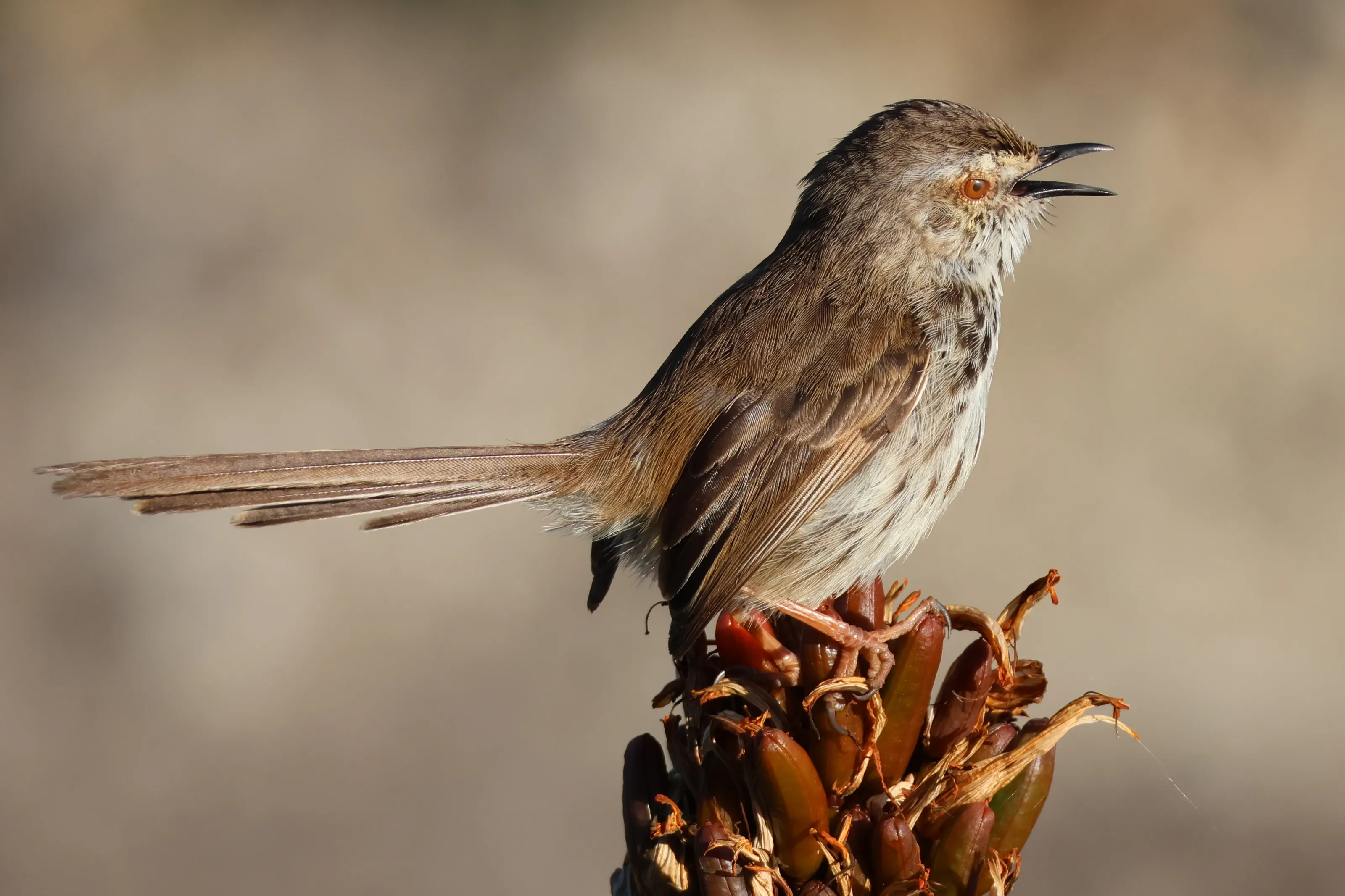 Karoo Prinia