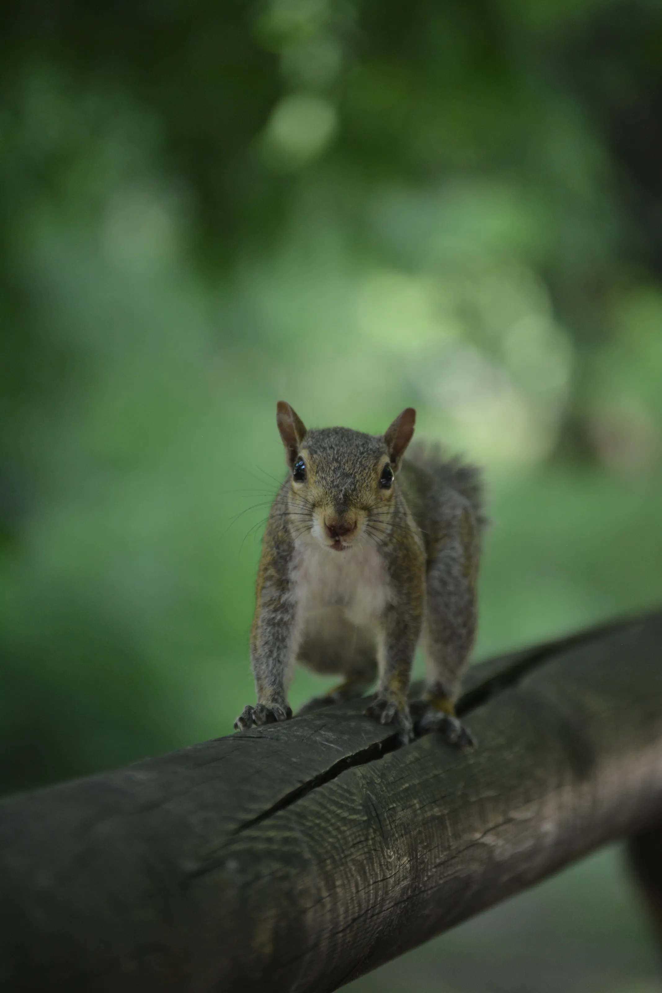 Squirrle in Milan