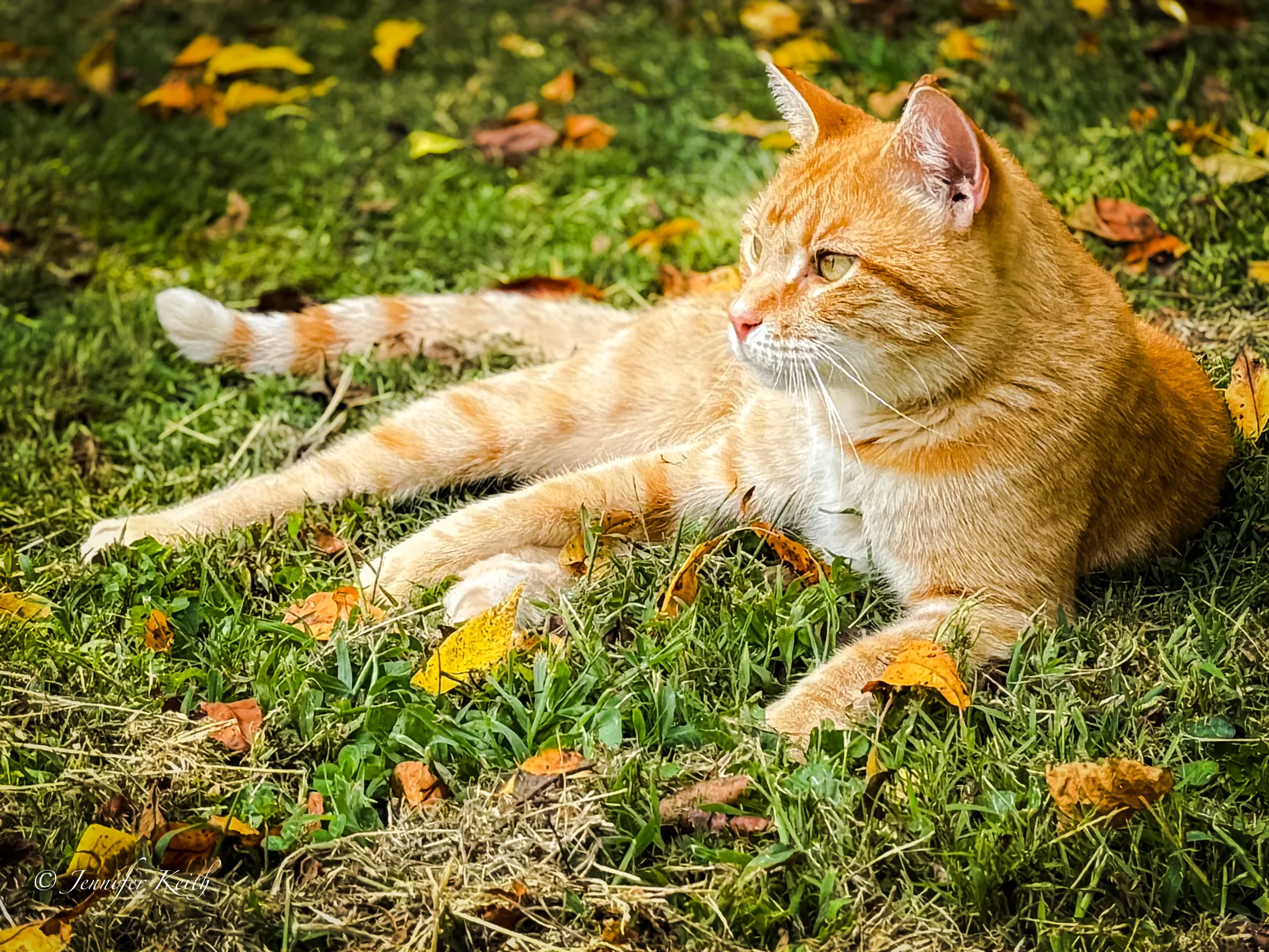 Fall Sponge 1