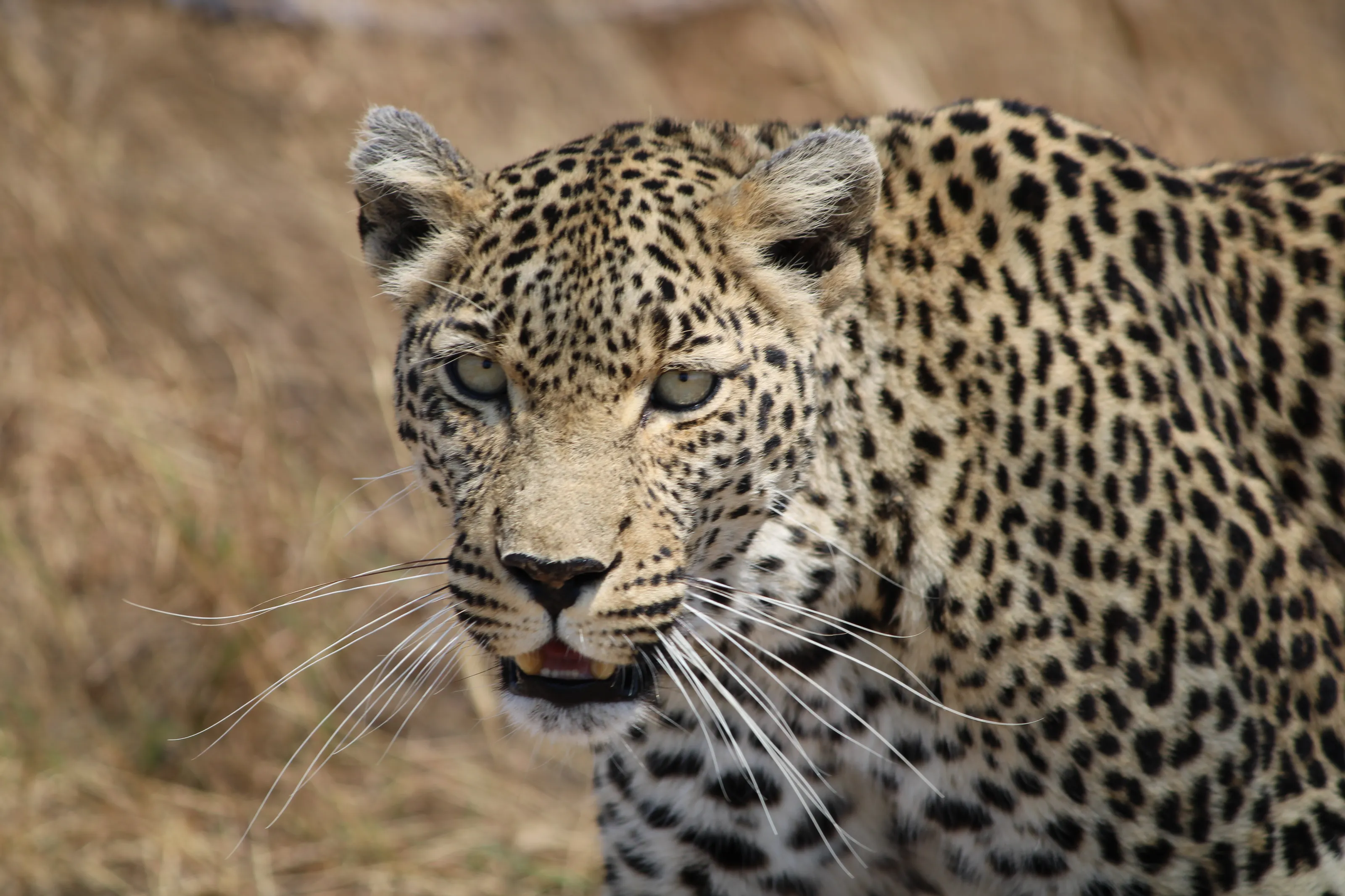 Leopard
