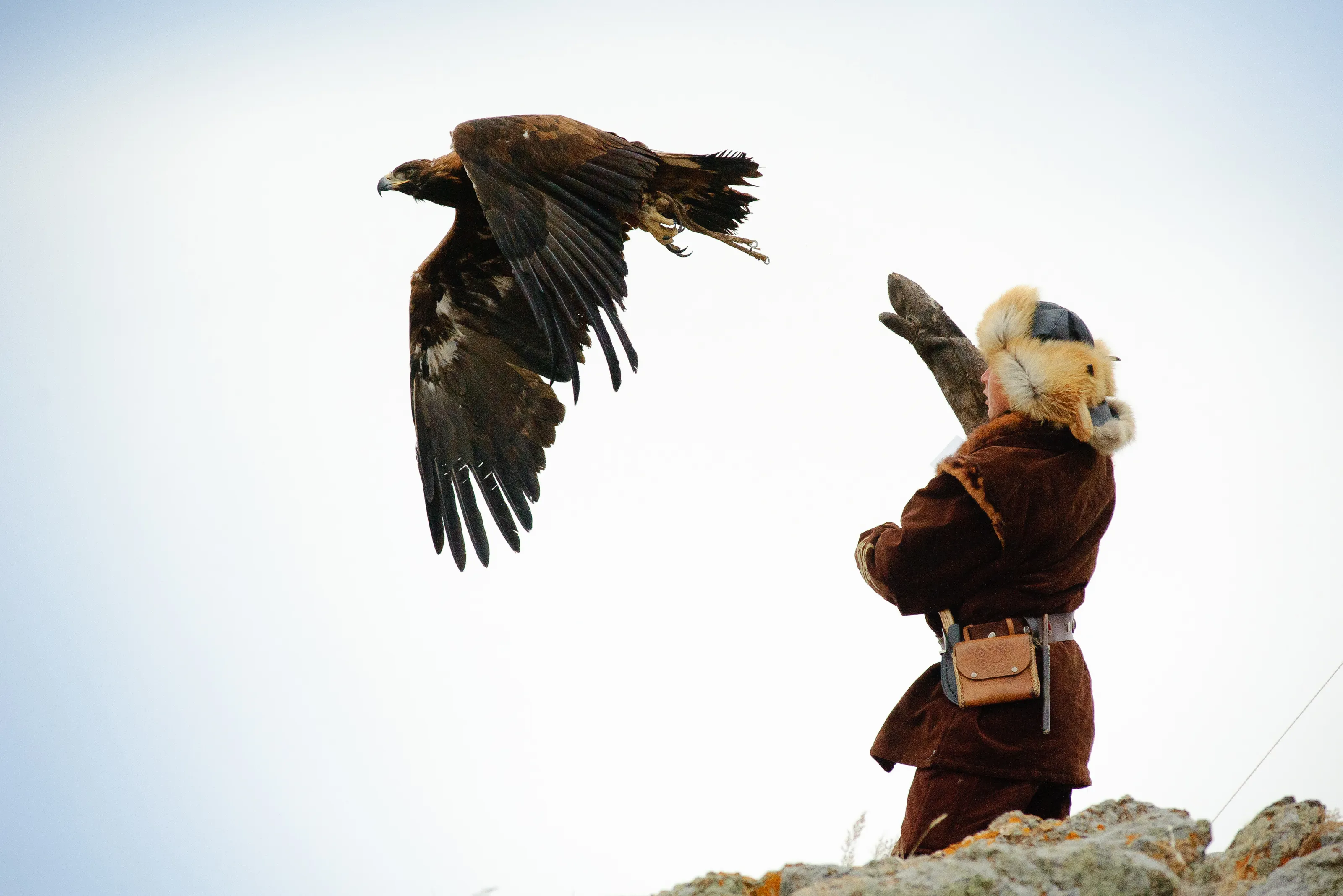 Golden eagle hunting in the steppes of Kazakhstan