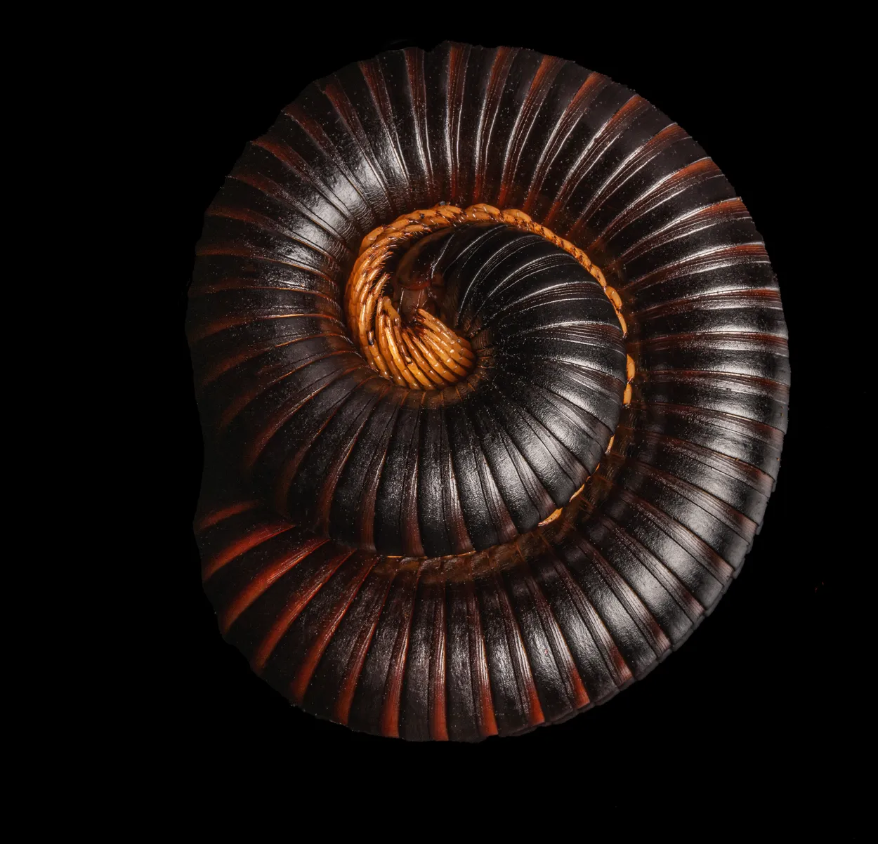 Shapes of Natural Objects - stilllife photo contest | Photocrowd photo ...