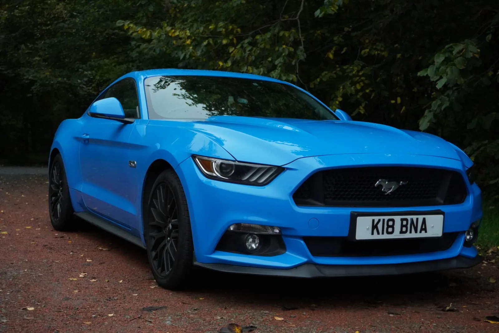 Blue Mustang in midst of a Nature Reserve