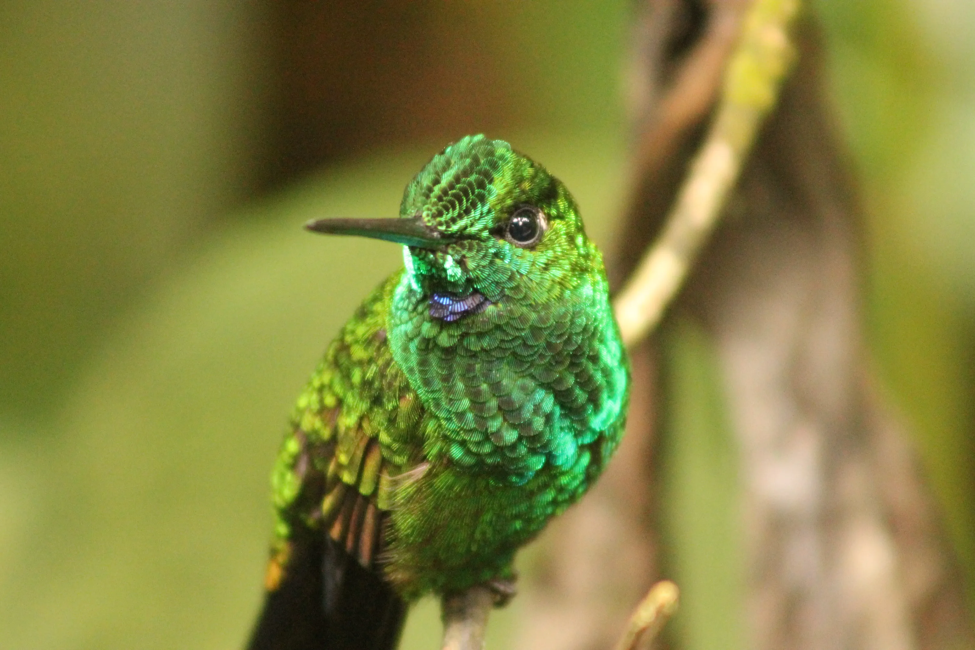 Green-crowned brilliant hummingbird