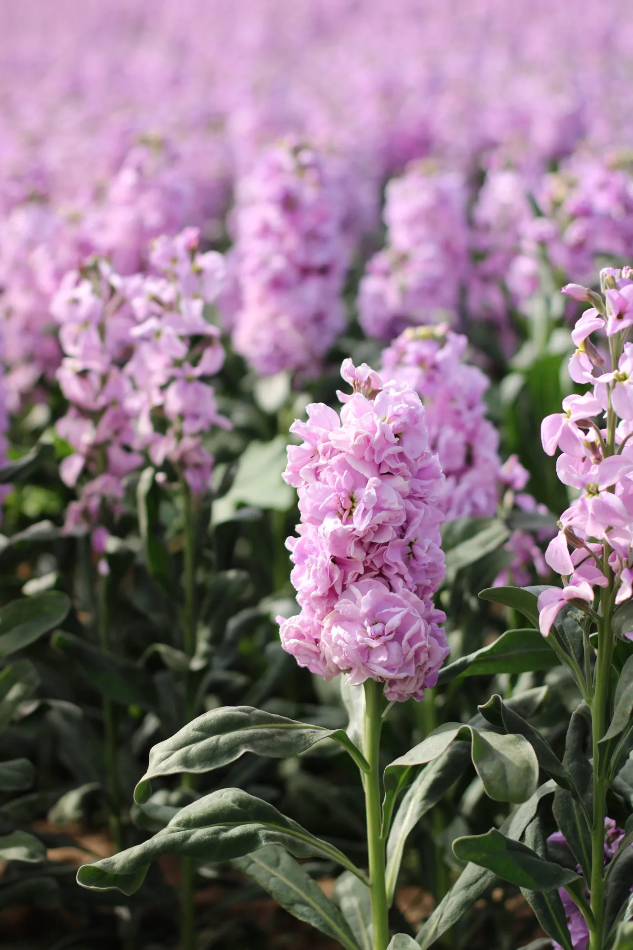 Oceanside flower field