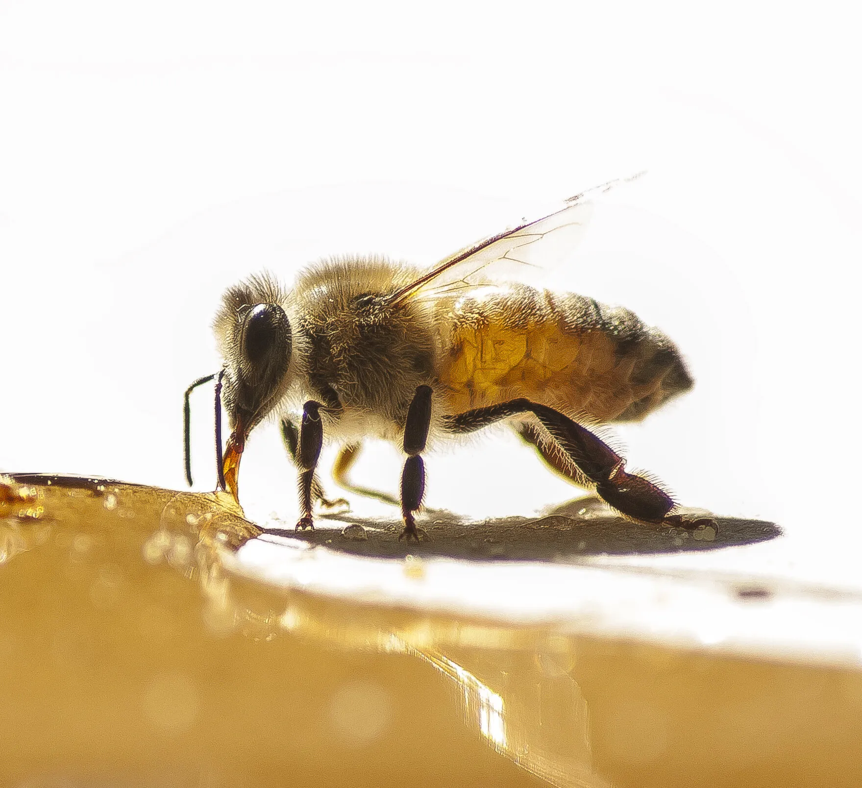 Bee eating honey