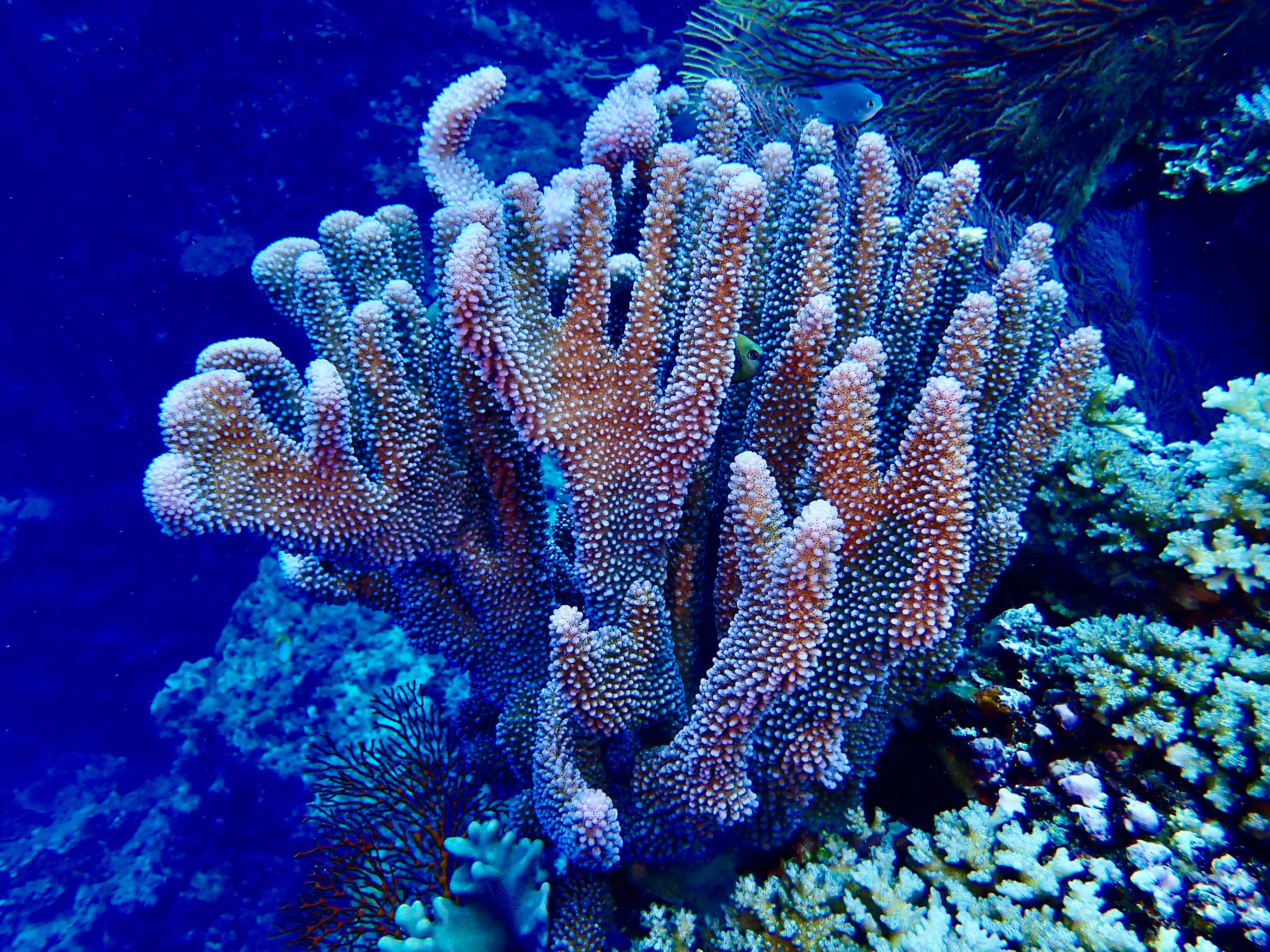 Living Corals (in colour)