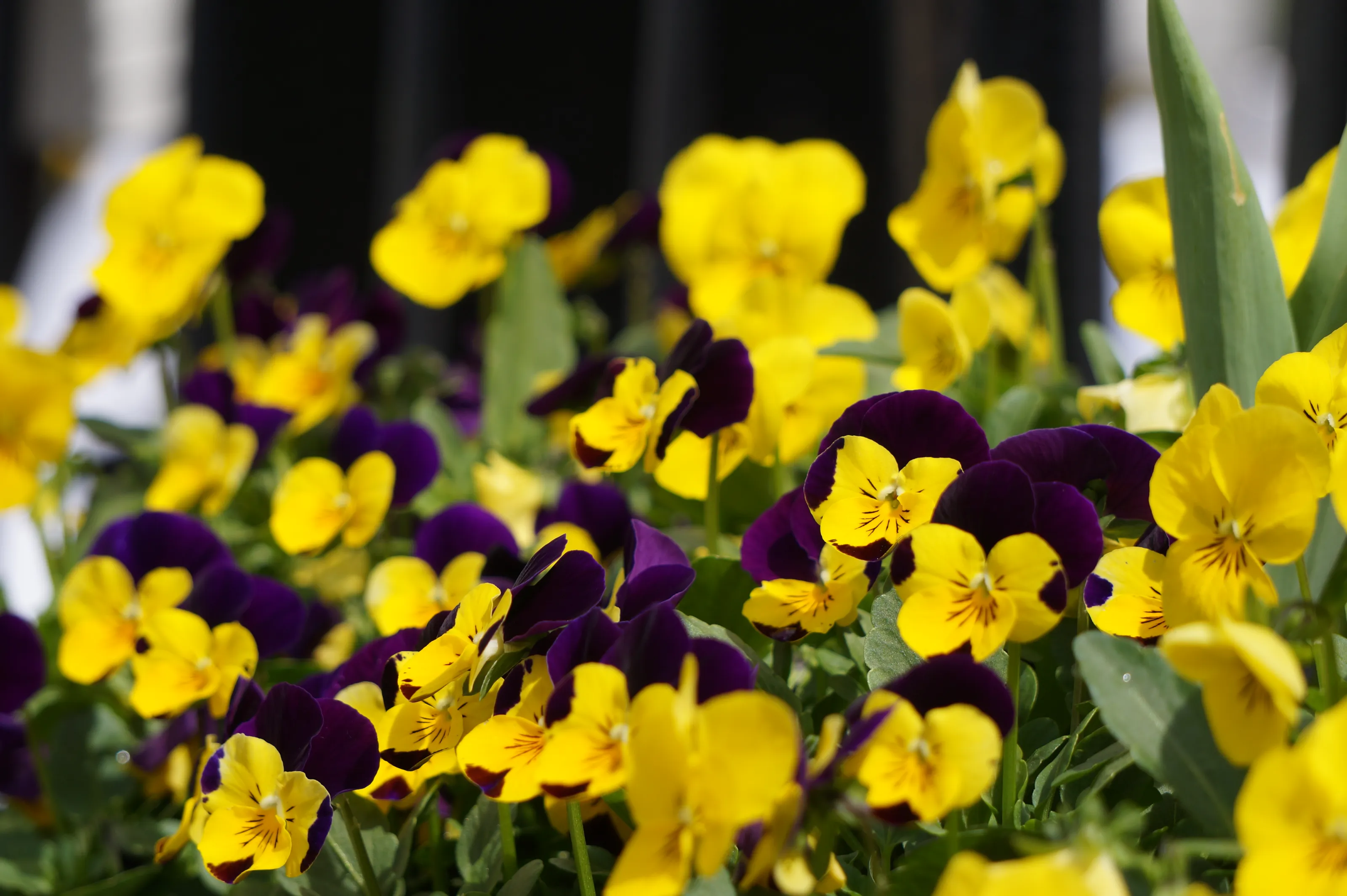 Cvetlice/ Flowers
