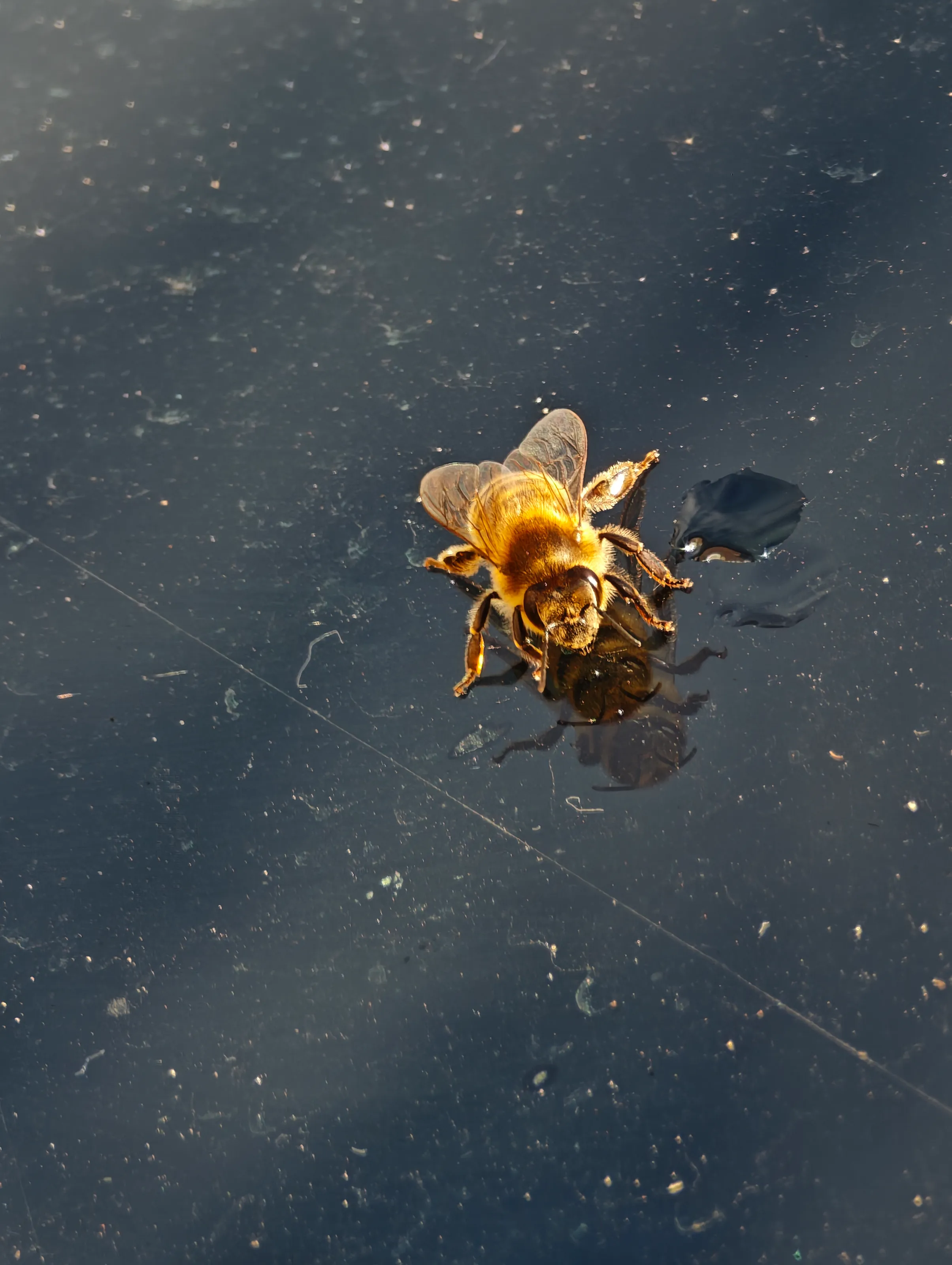 Reflecting bee