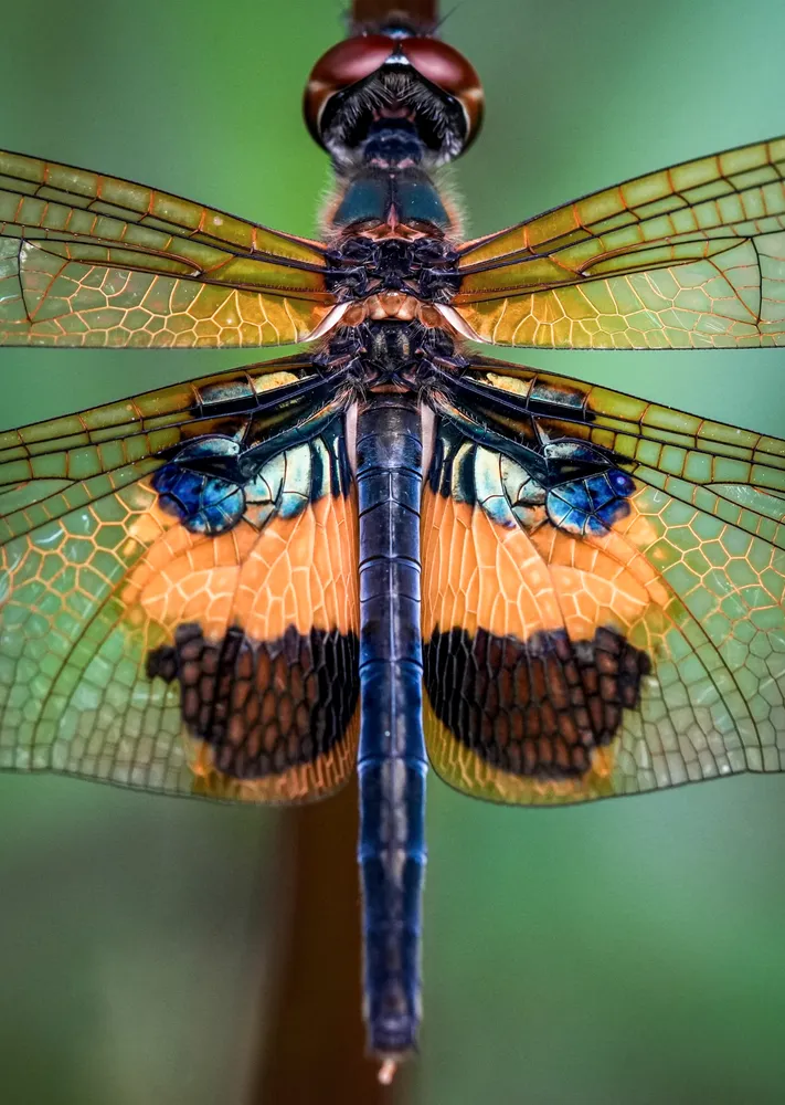 Dragonfly close-up