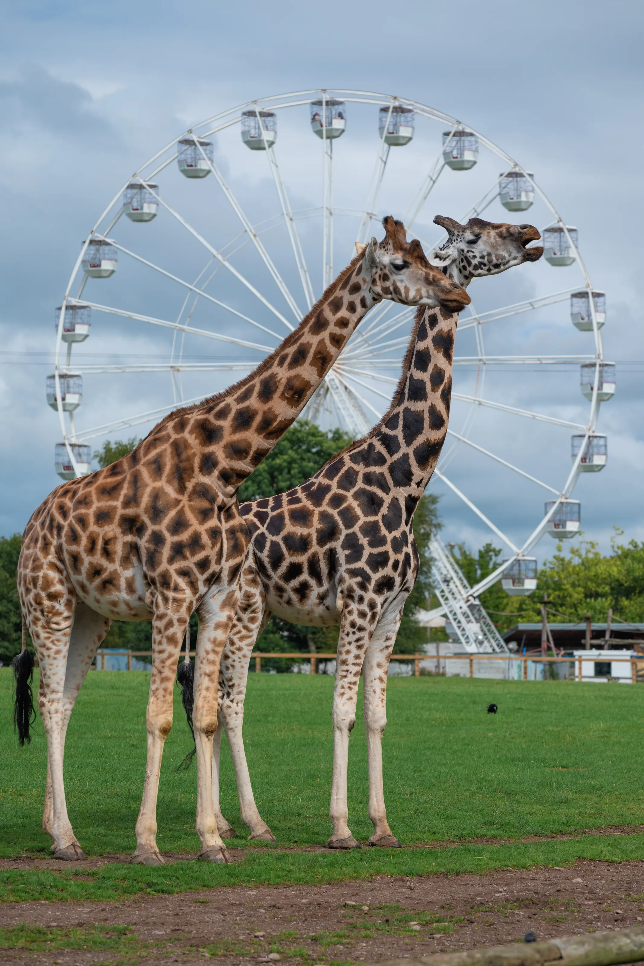 'Hungry' Giraffes at Fota