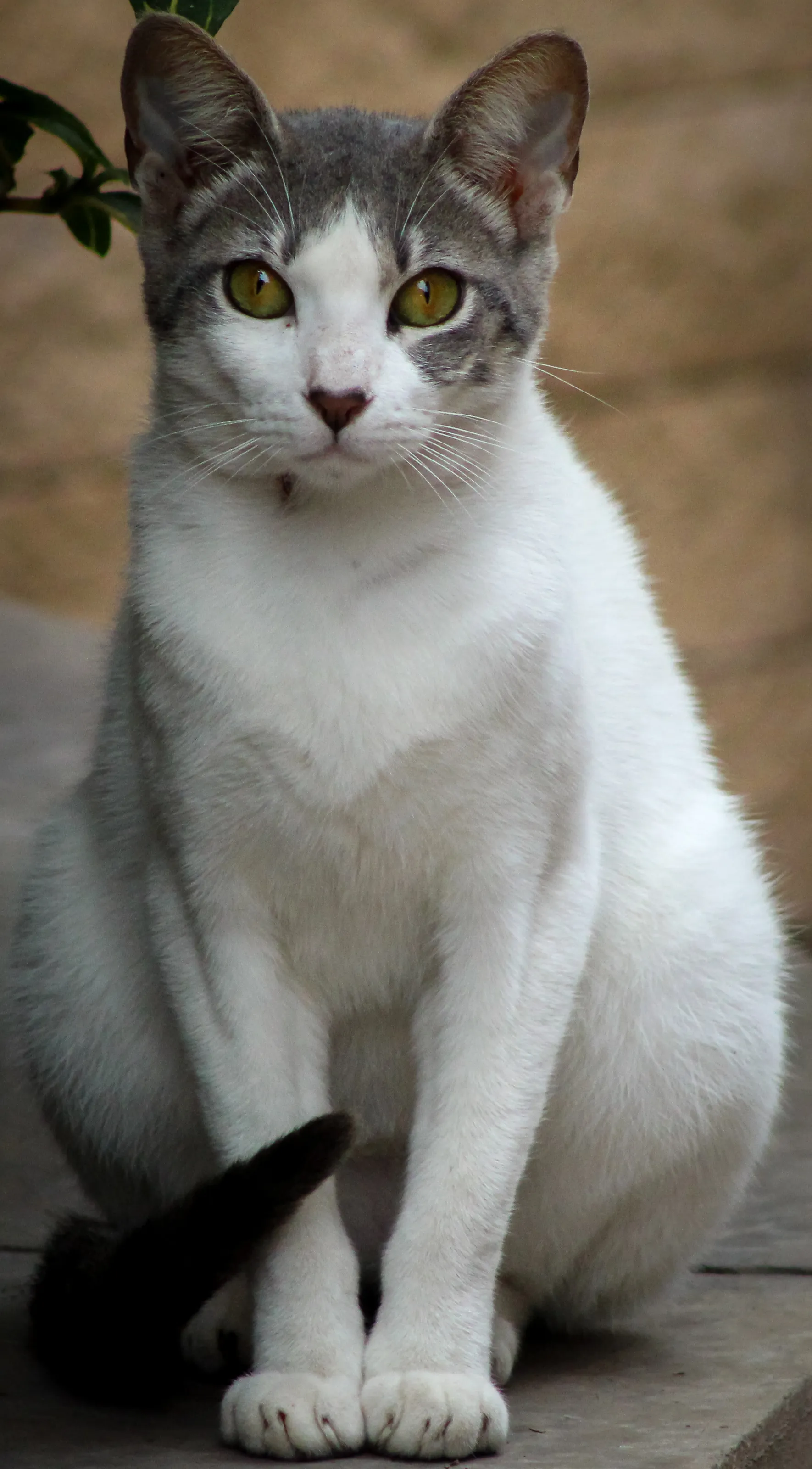 Gemstone Stare