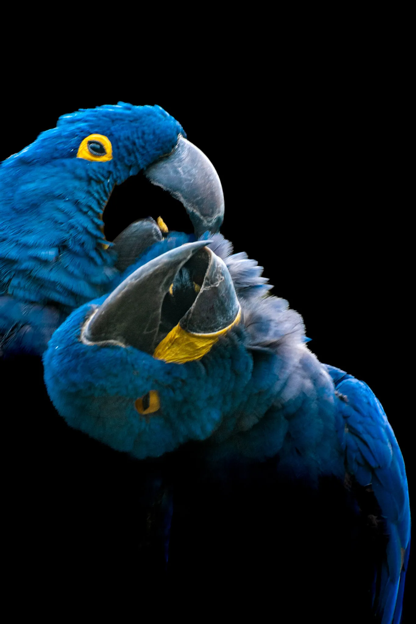 Parrots (in colour)