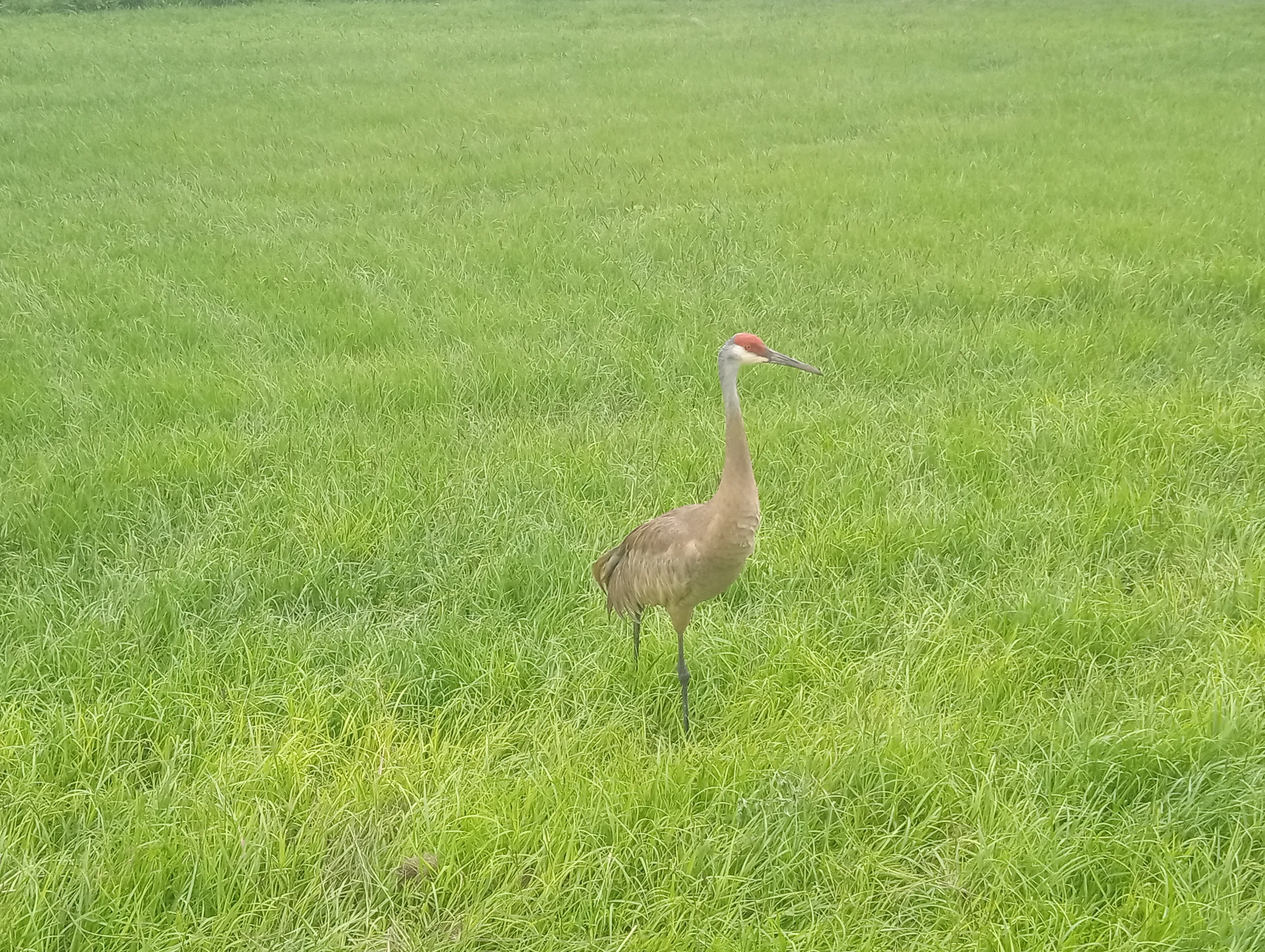 Crane