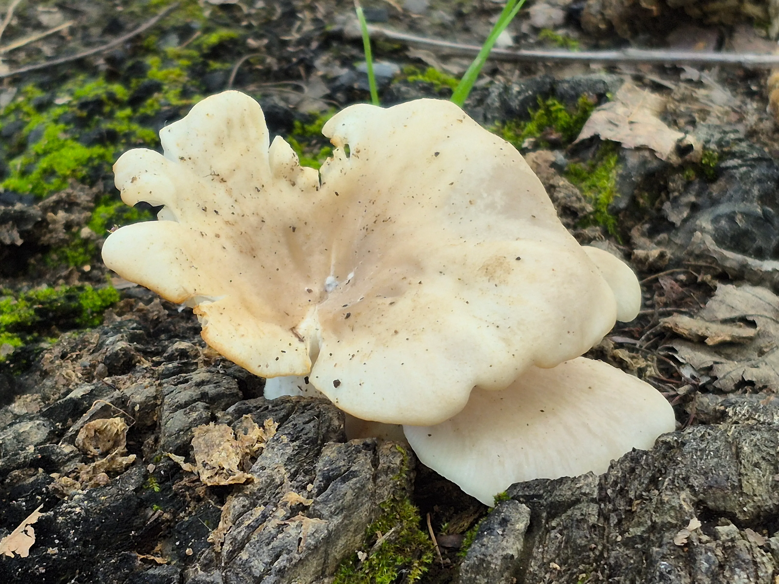 Mushroom Mushroom