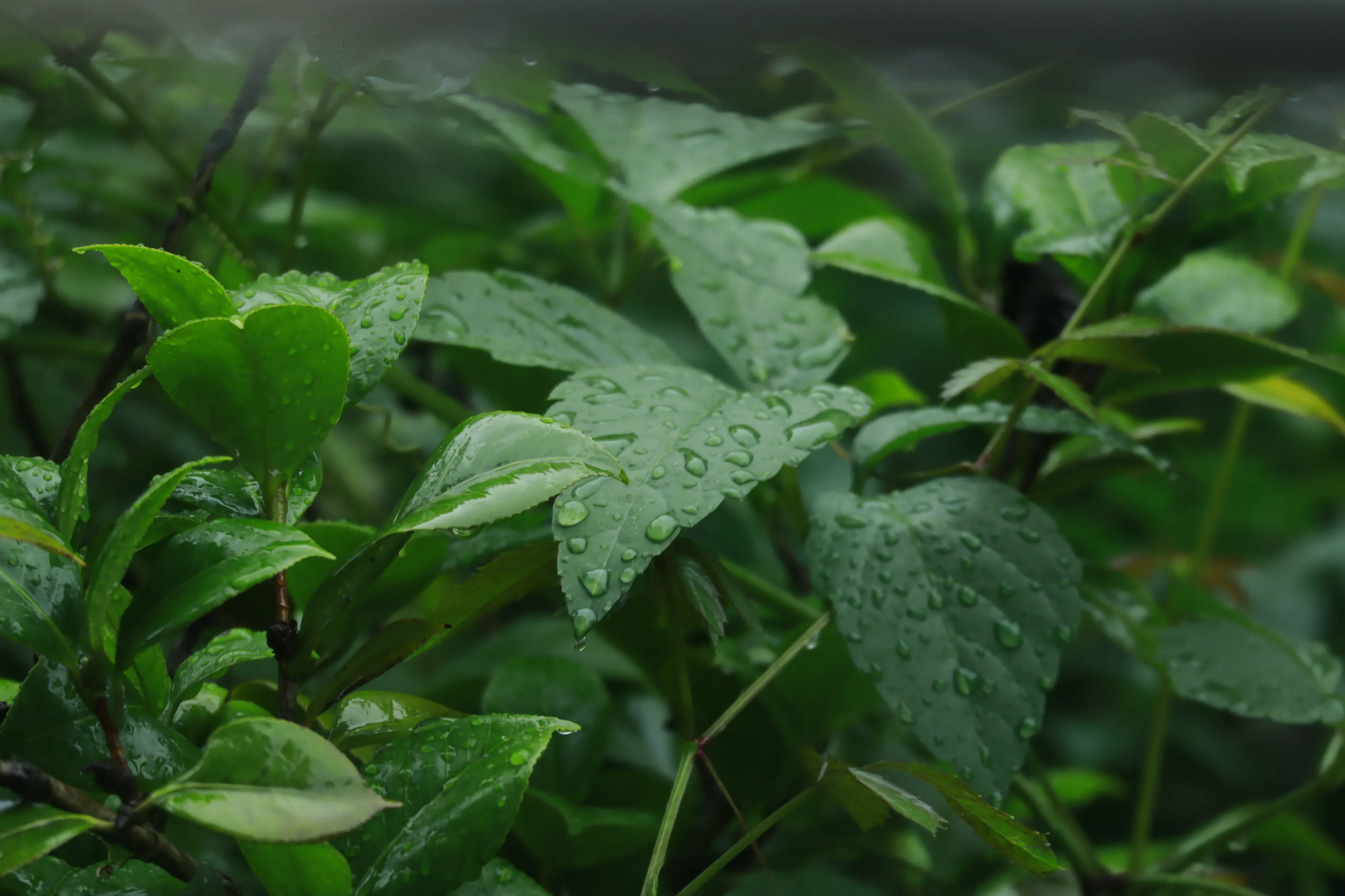 Summer leaves