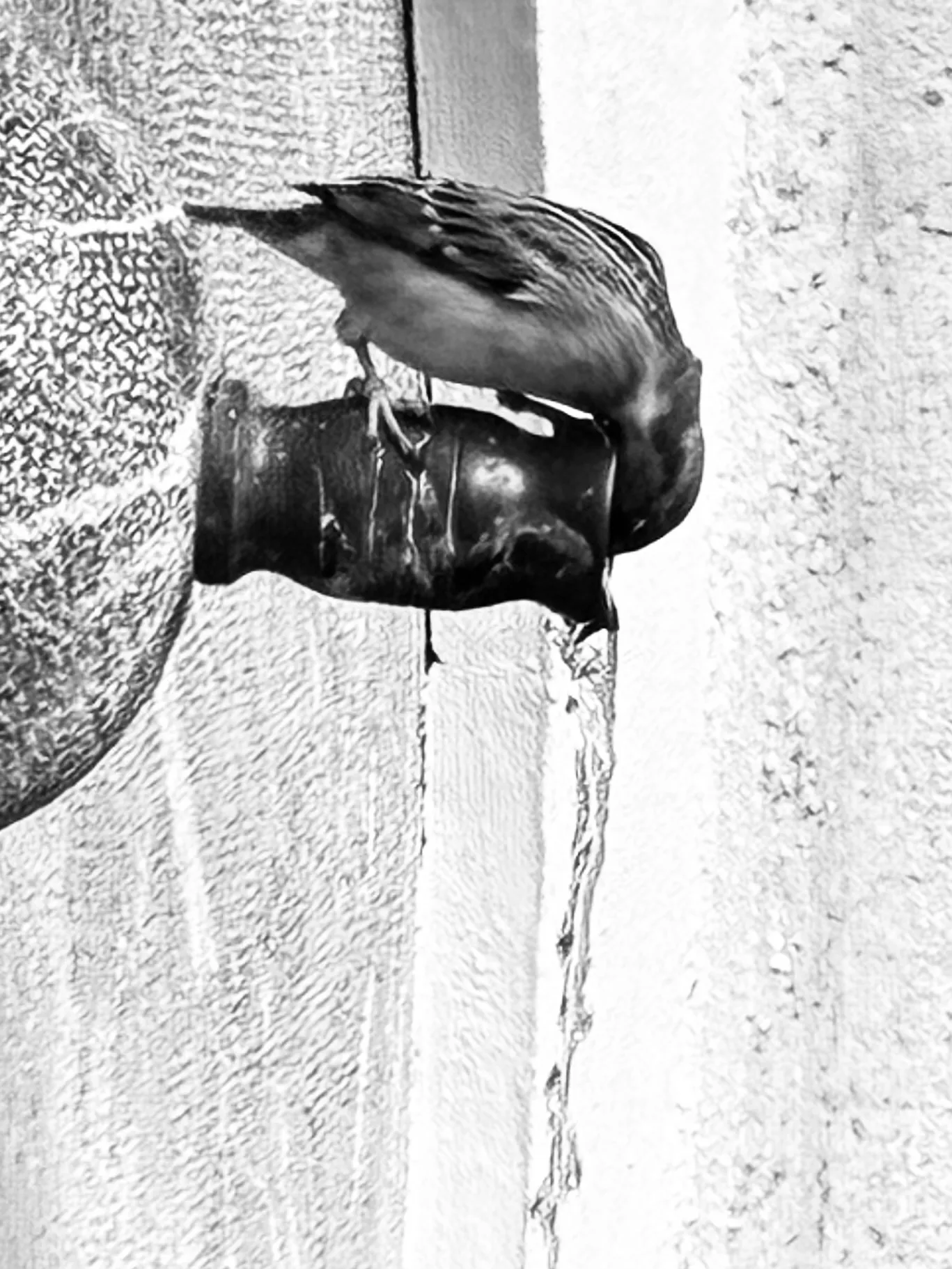 Sipping Sparrow