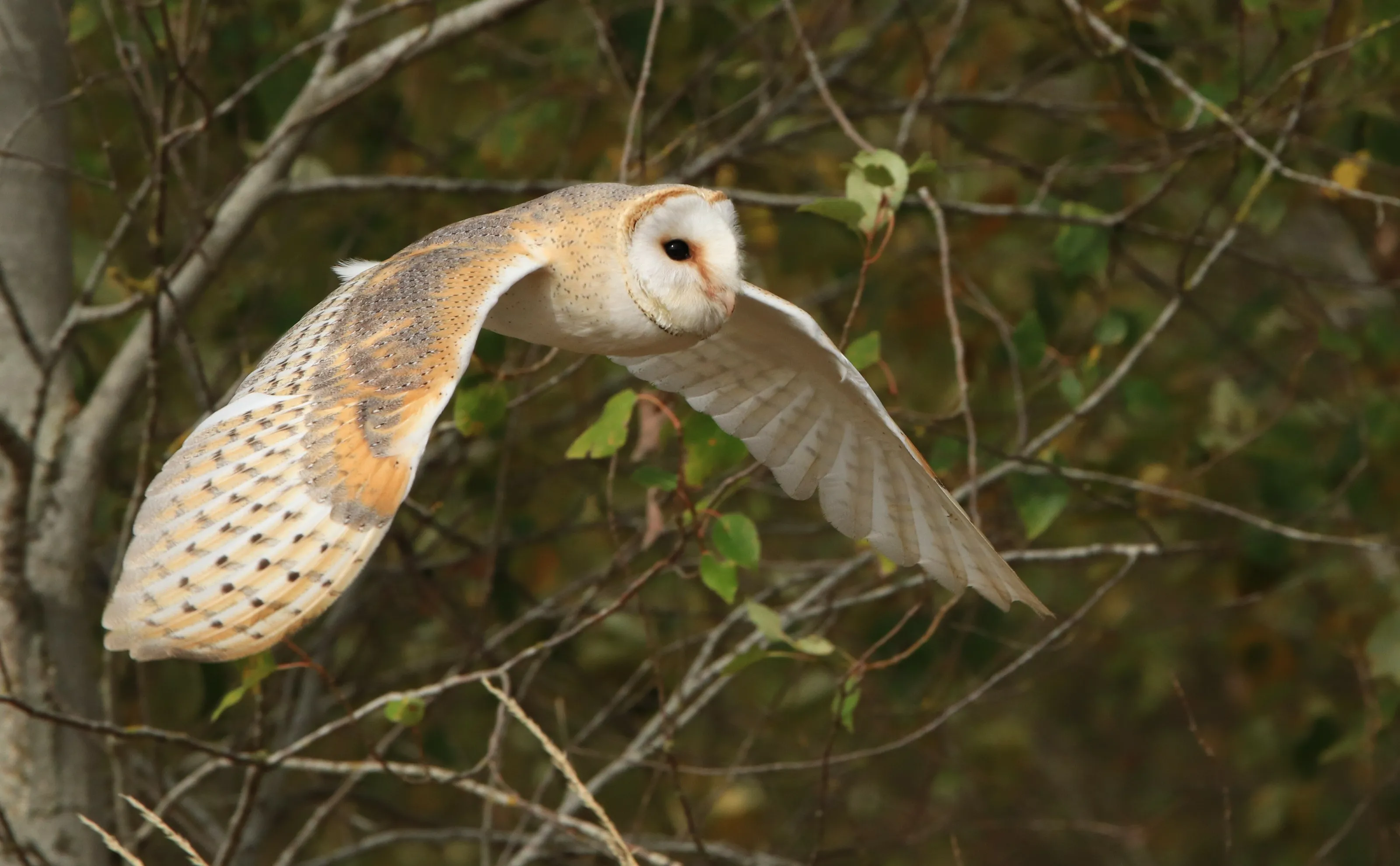 Birds of Prey in Flight