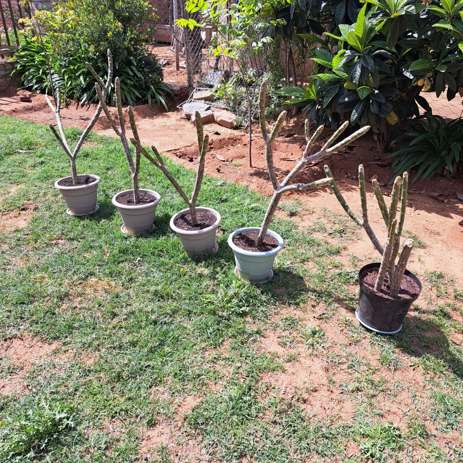 Plant a forest