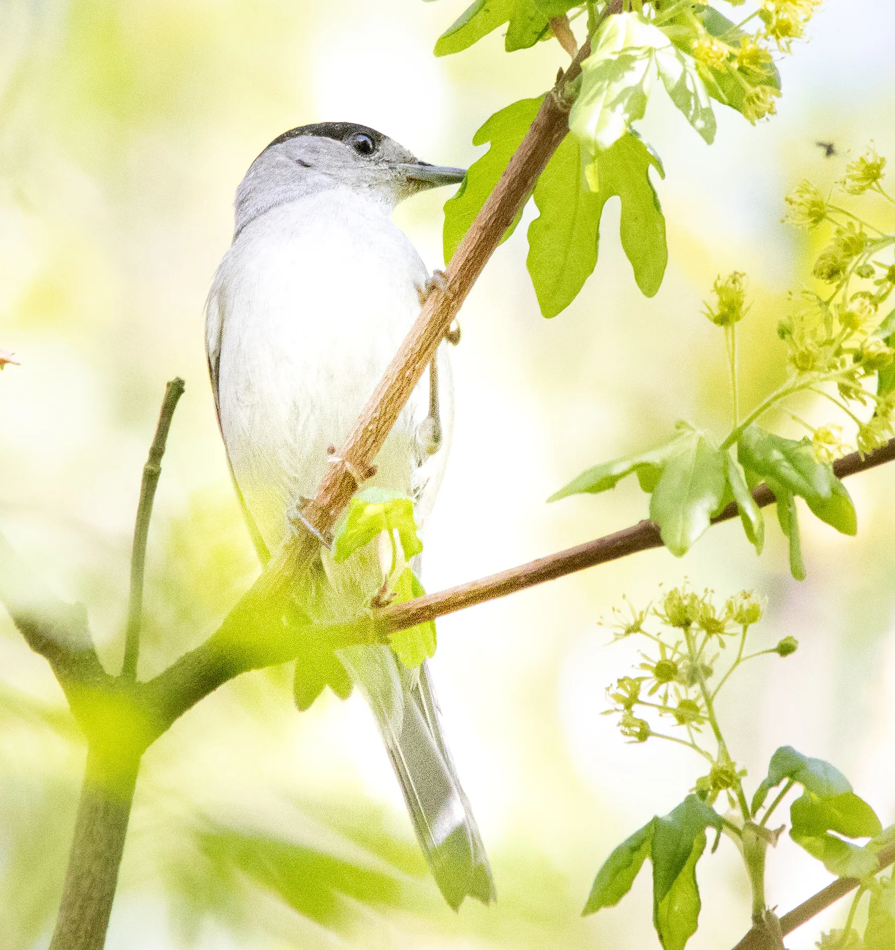 Perched in Spring’s Embrace