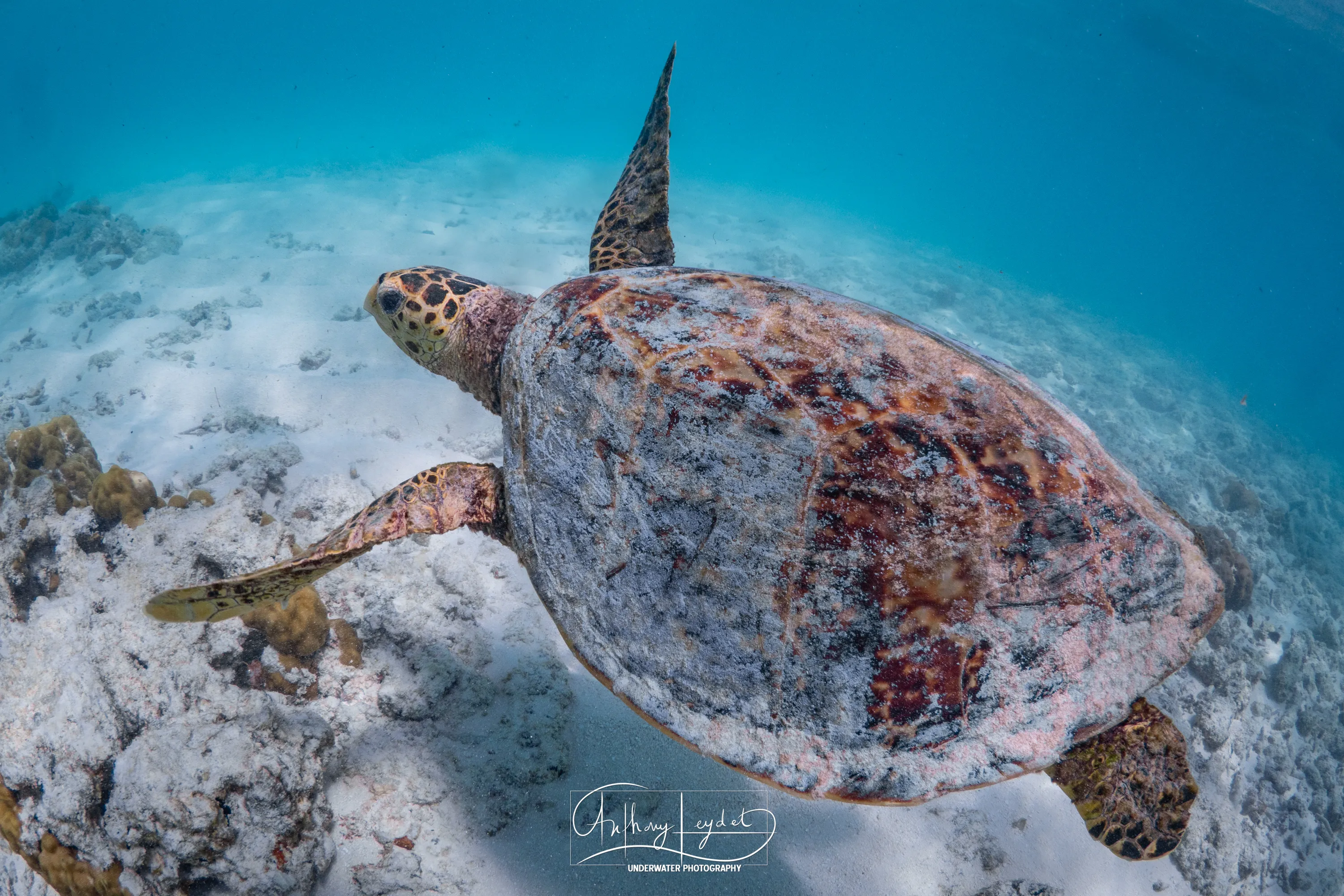 Hawksbill turtle in Maldives waters