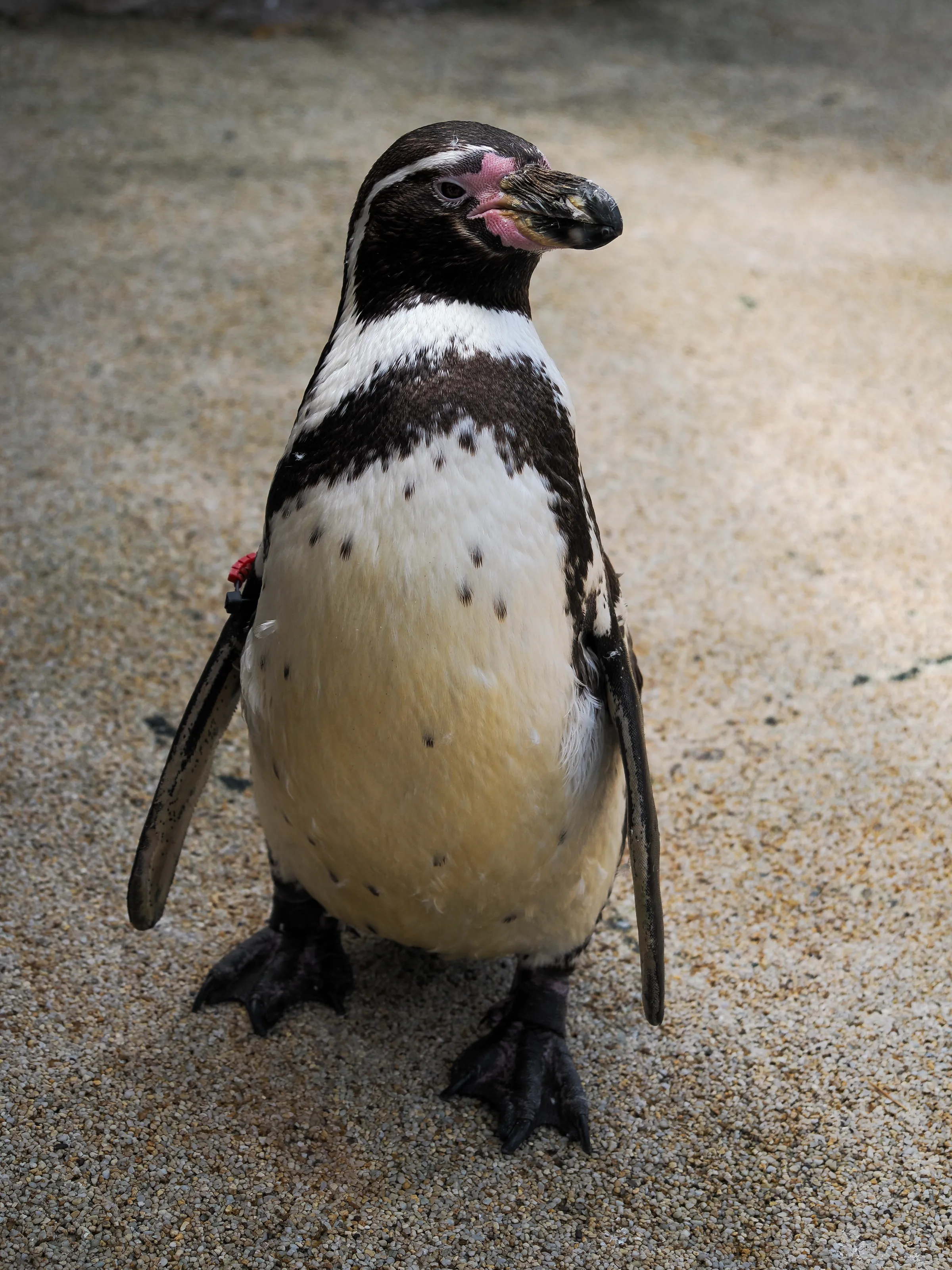 The penguin
