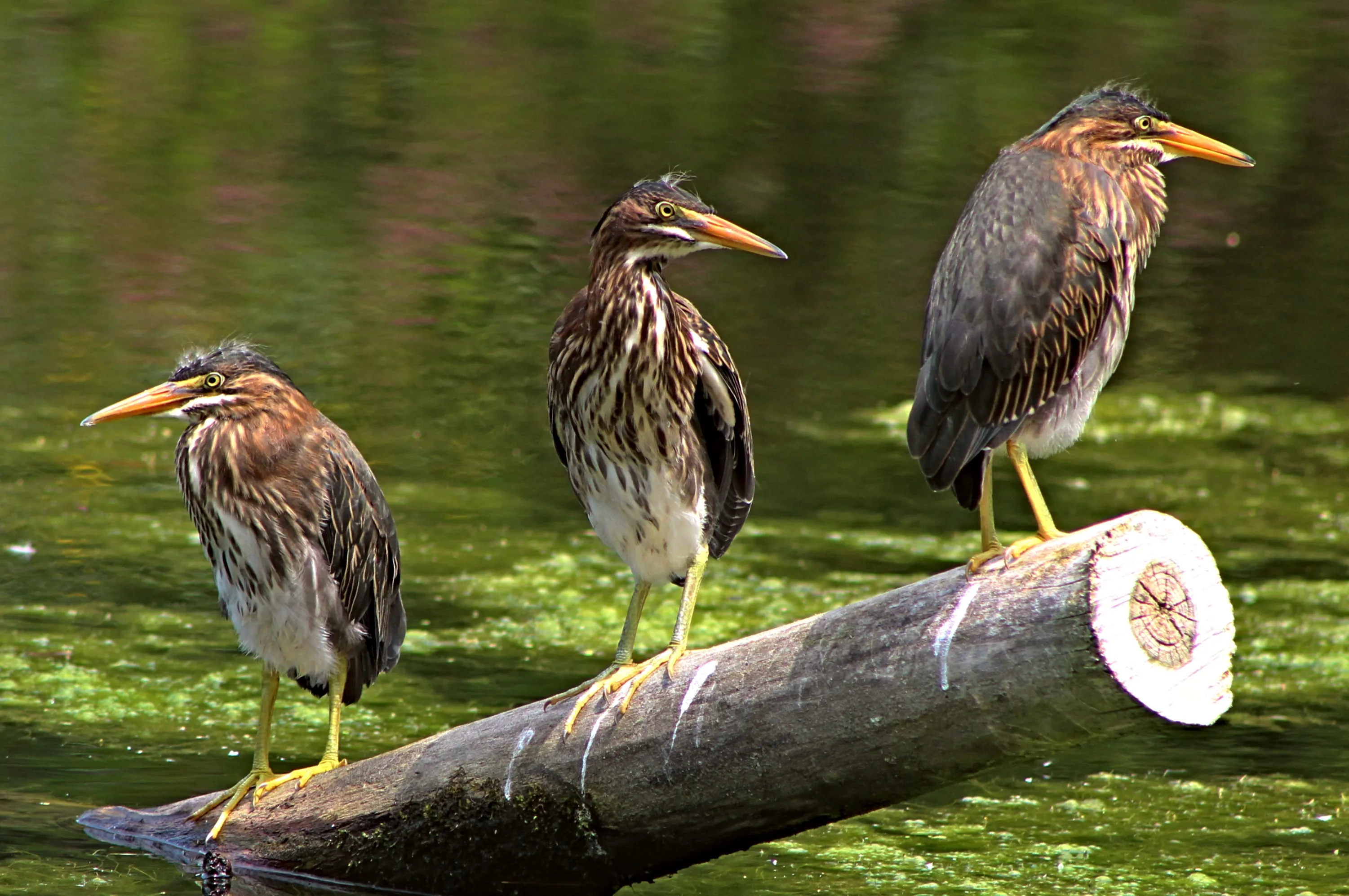 The Three Stooges Go Fishing