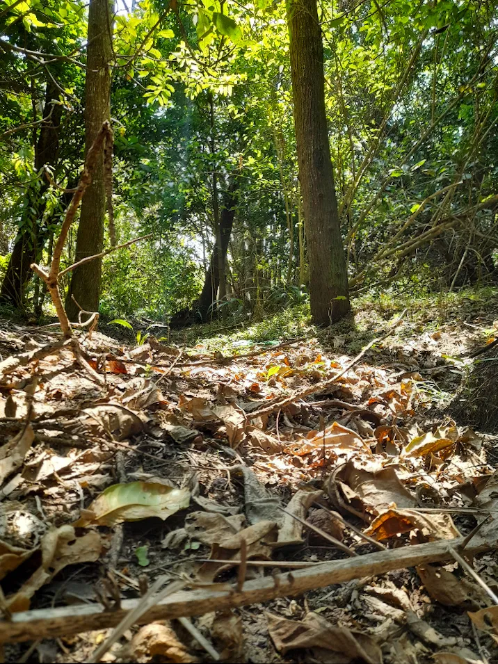 Whispers of the Forest Floor