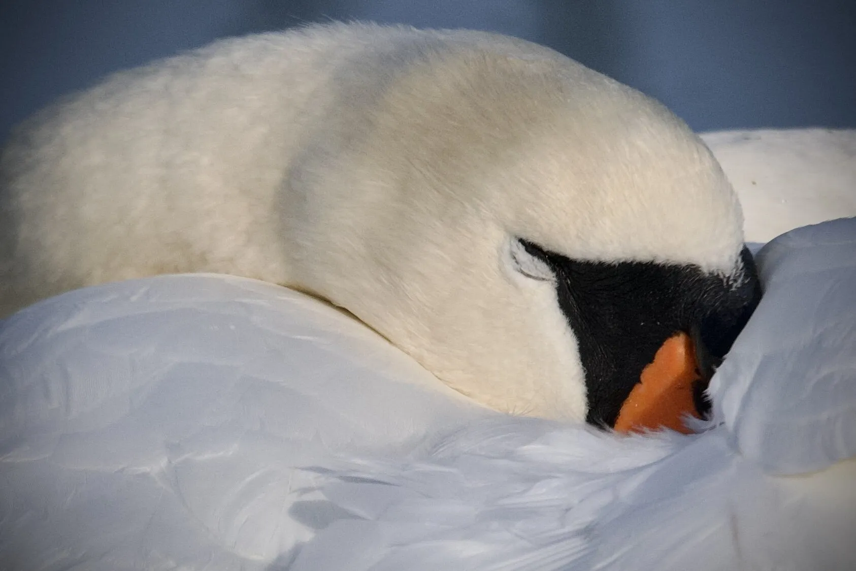 Sleeping Animals