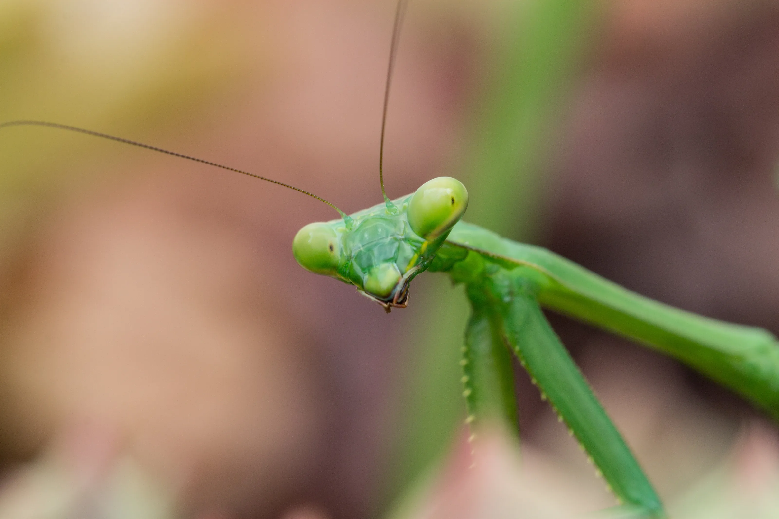 Mantis