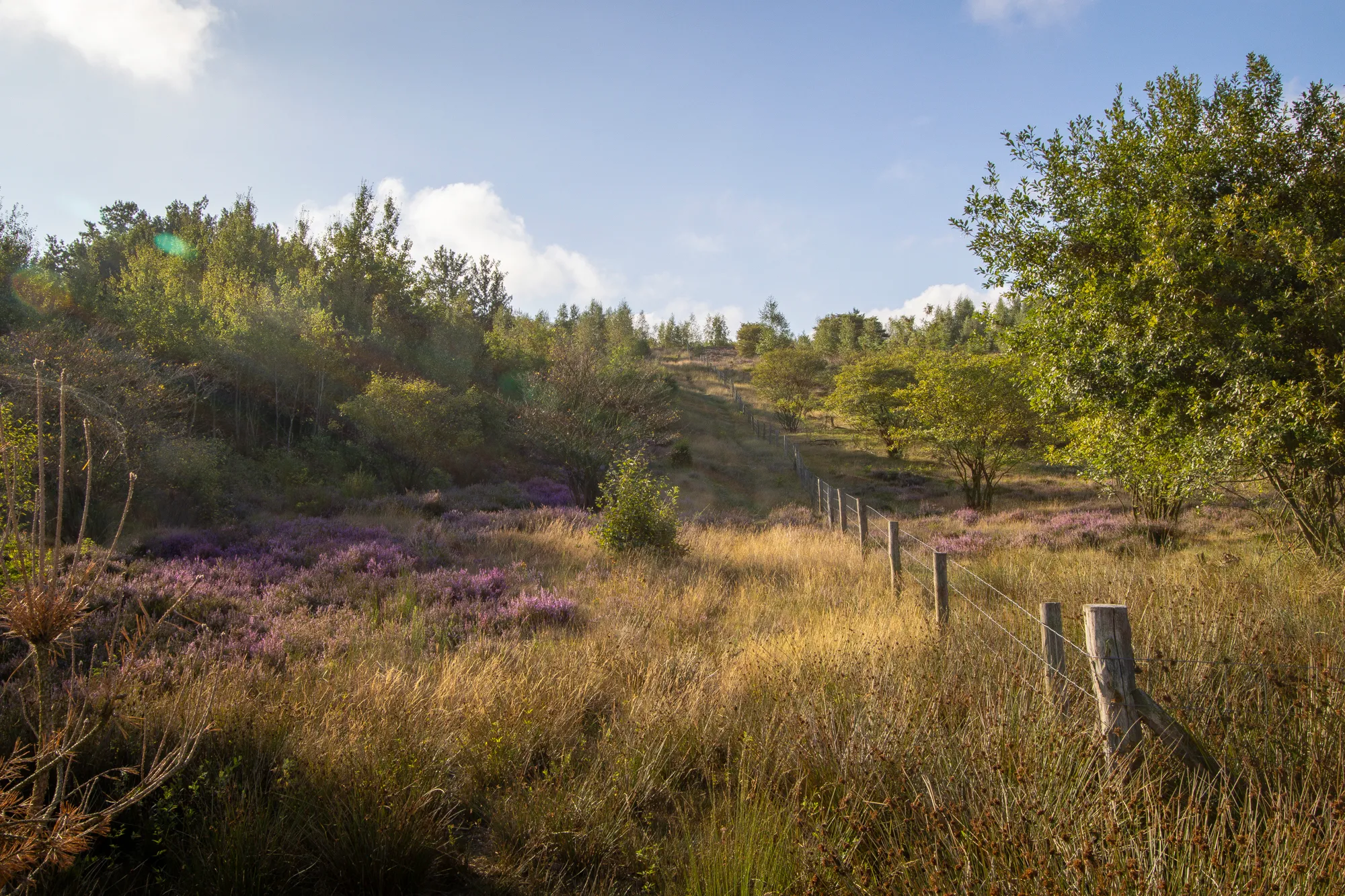Mechelse Heide