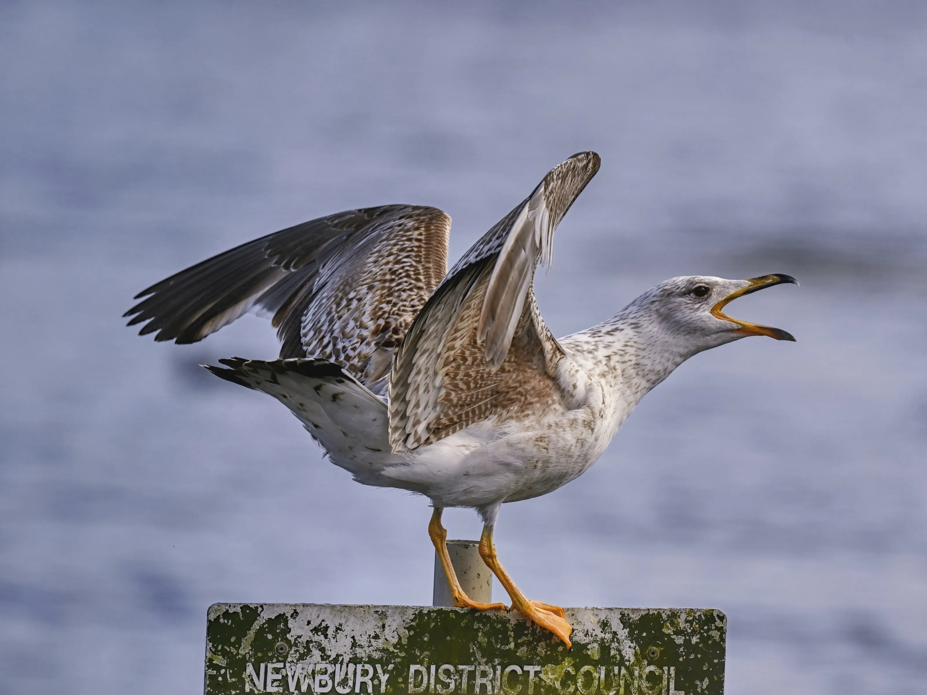 Crying gull