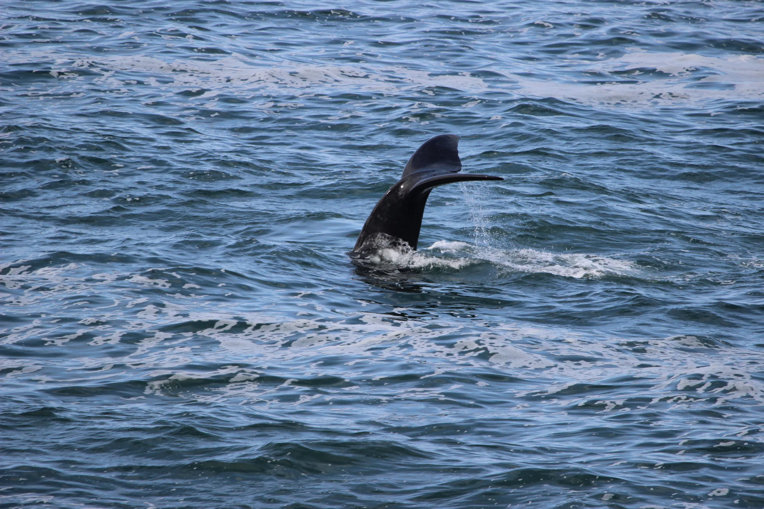 Southern Right Humpback Whale