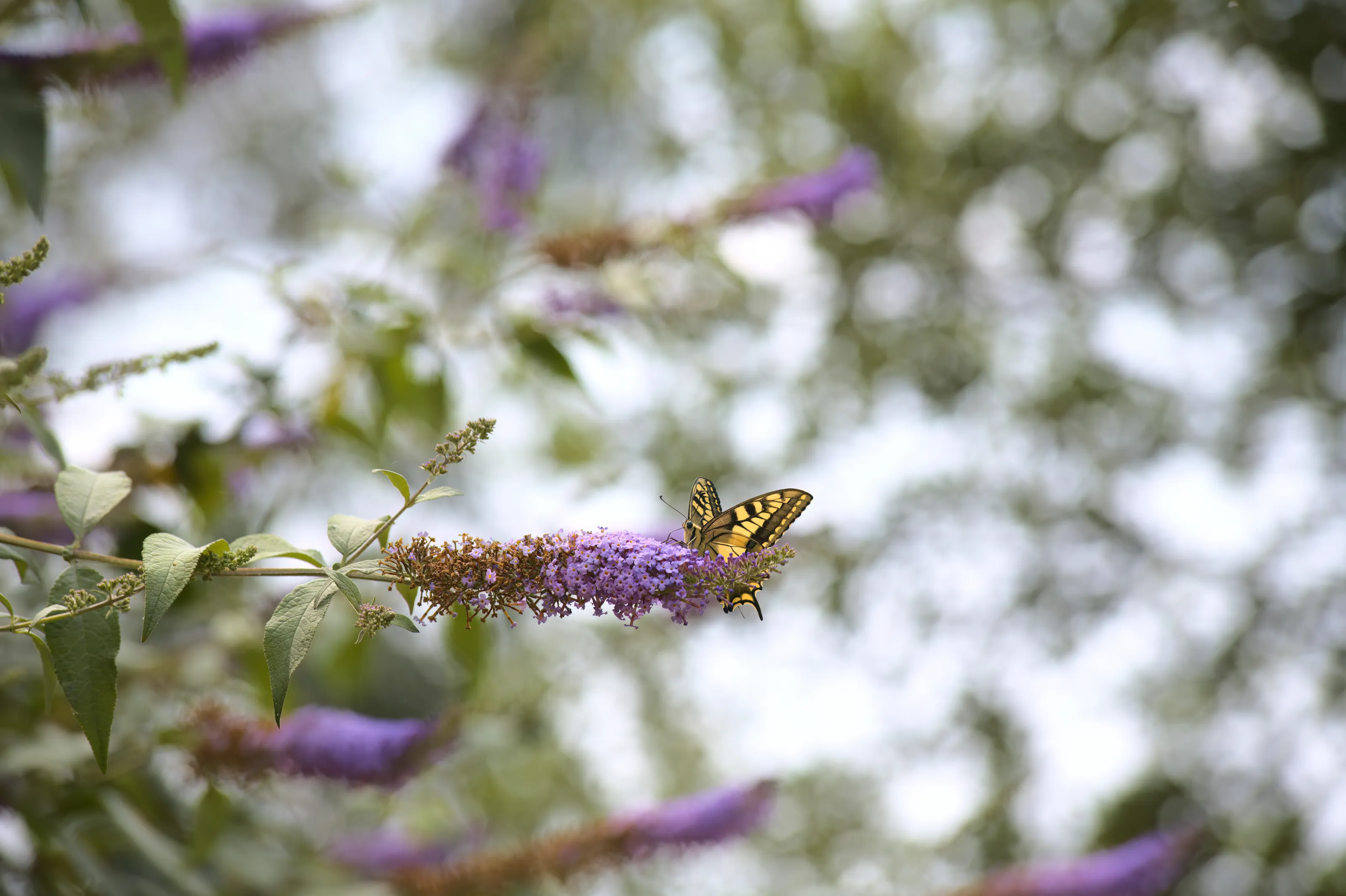 A Pause Among Flowers