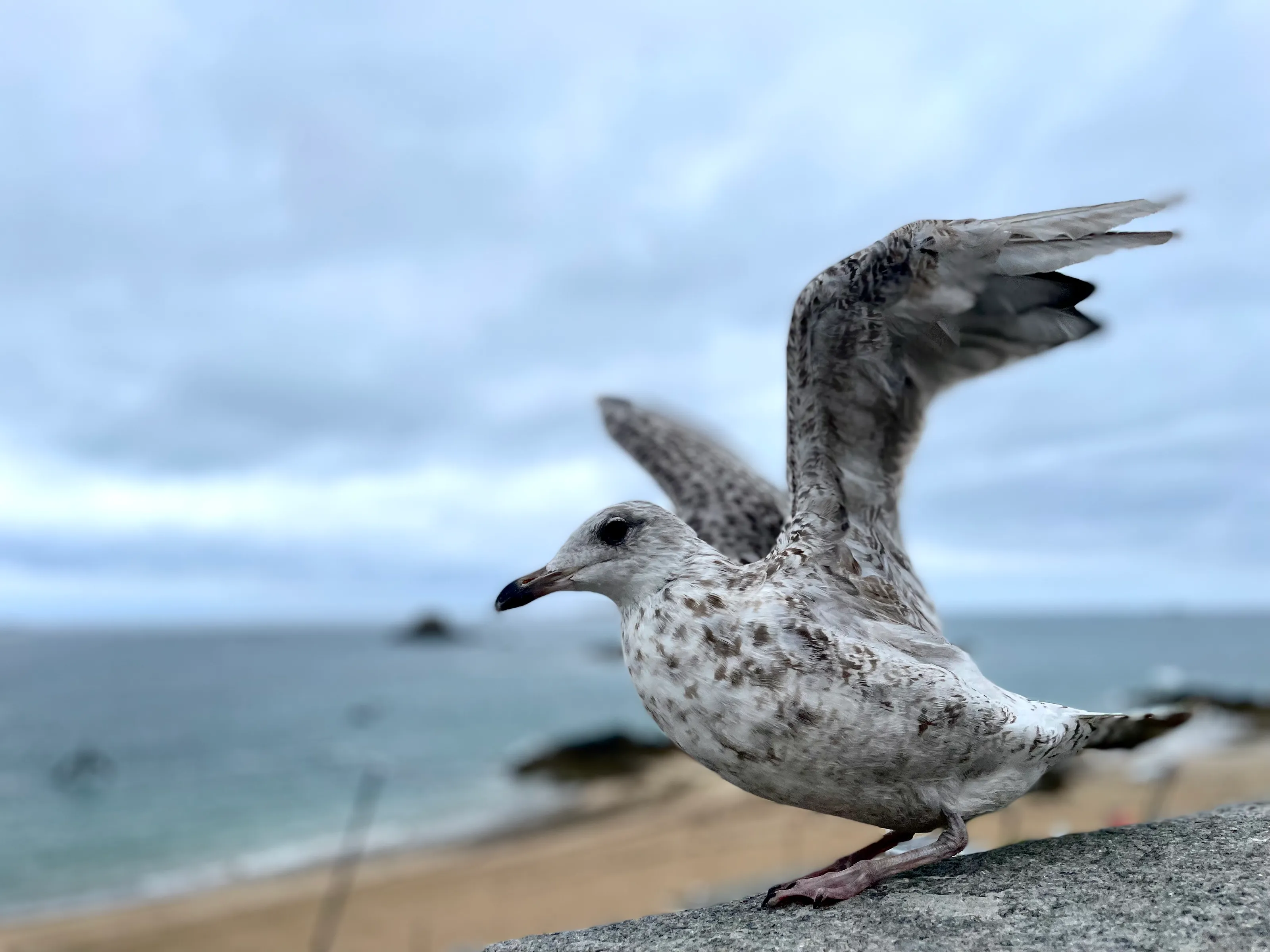 Ready to take flight