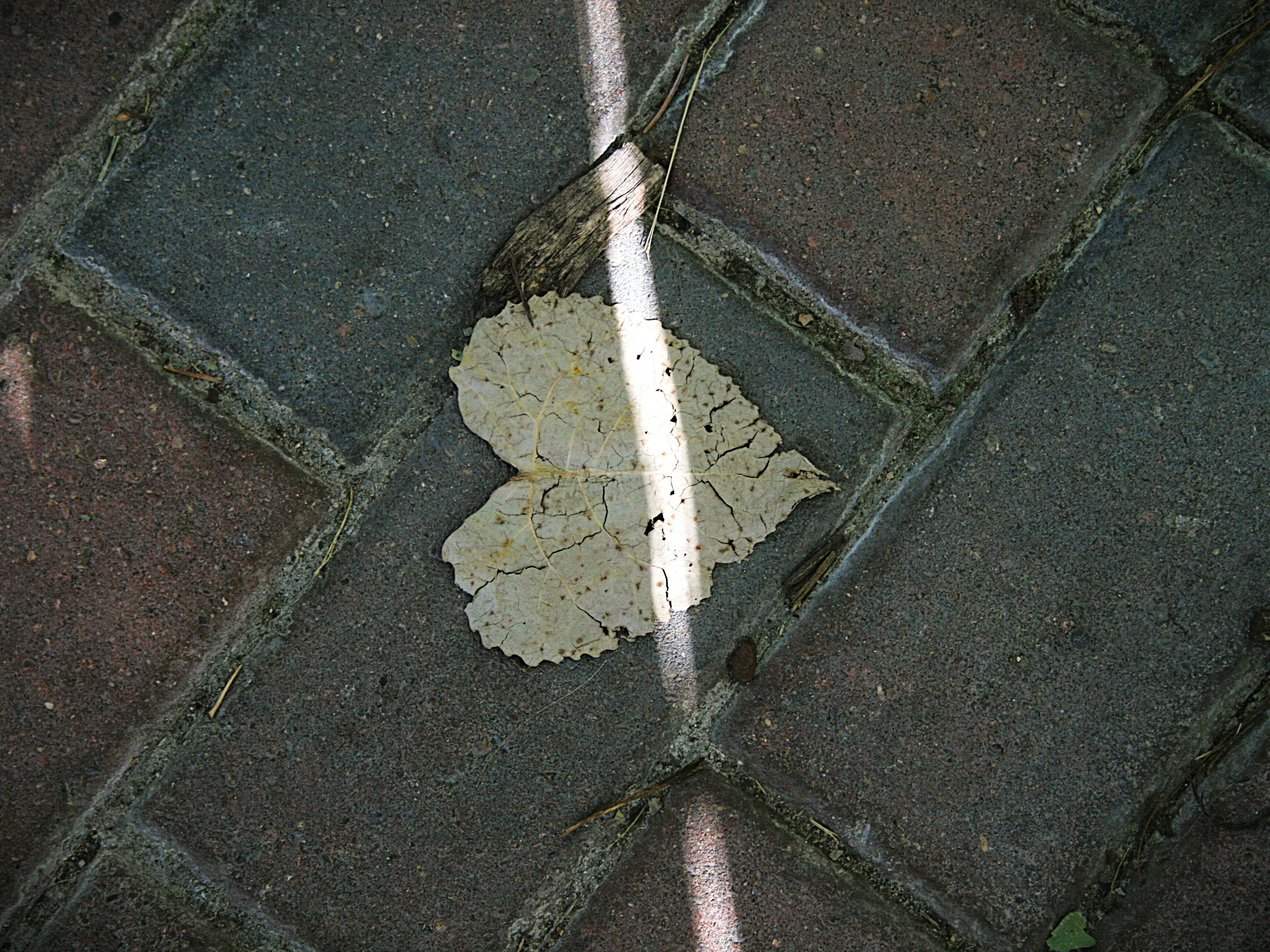 Shapes of Natural Objects