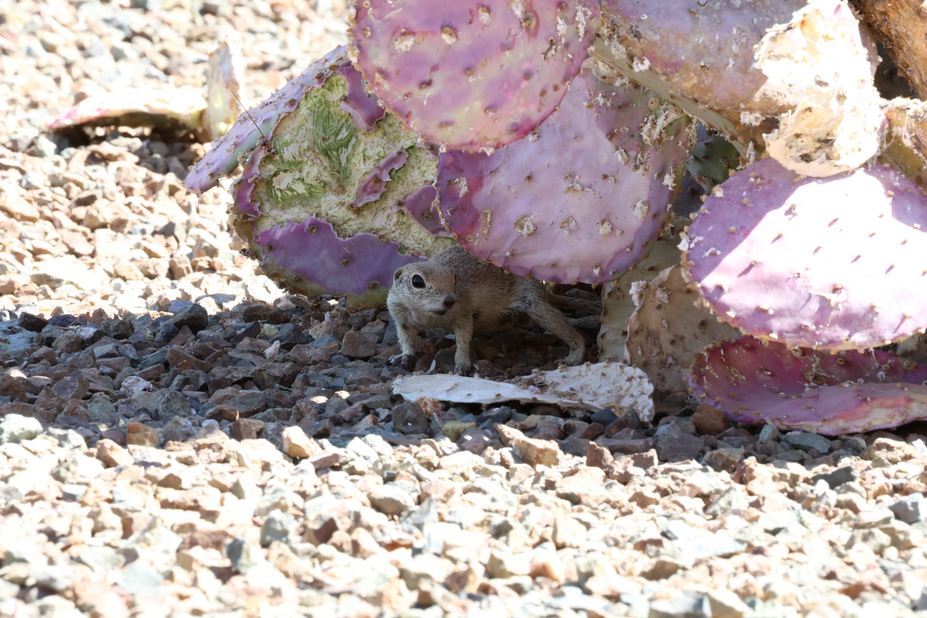 Arizona Ground Squirrel