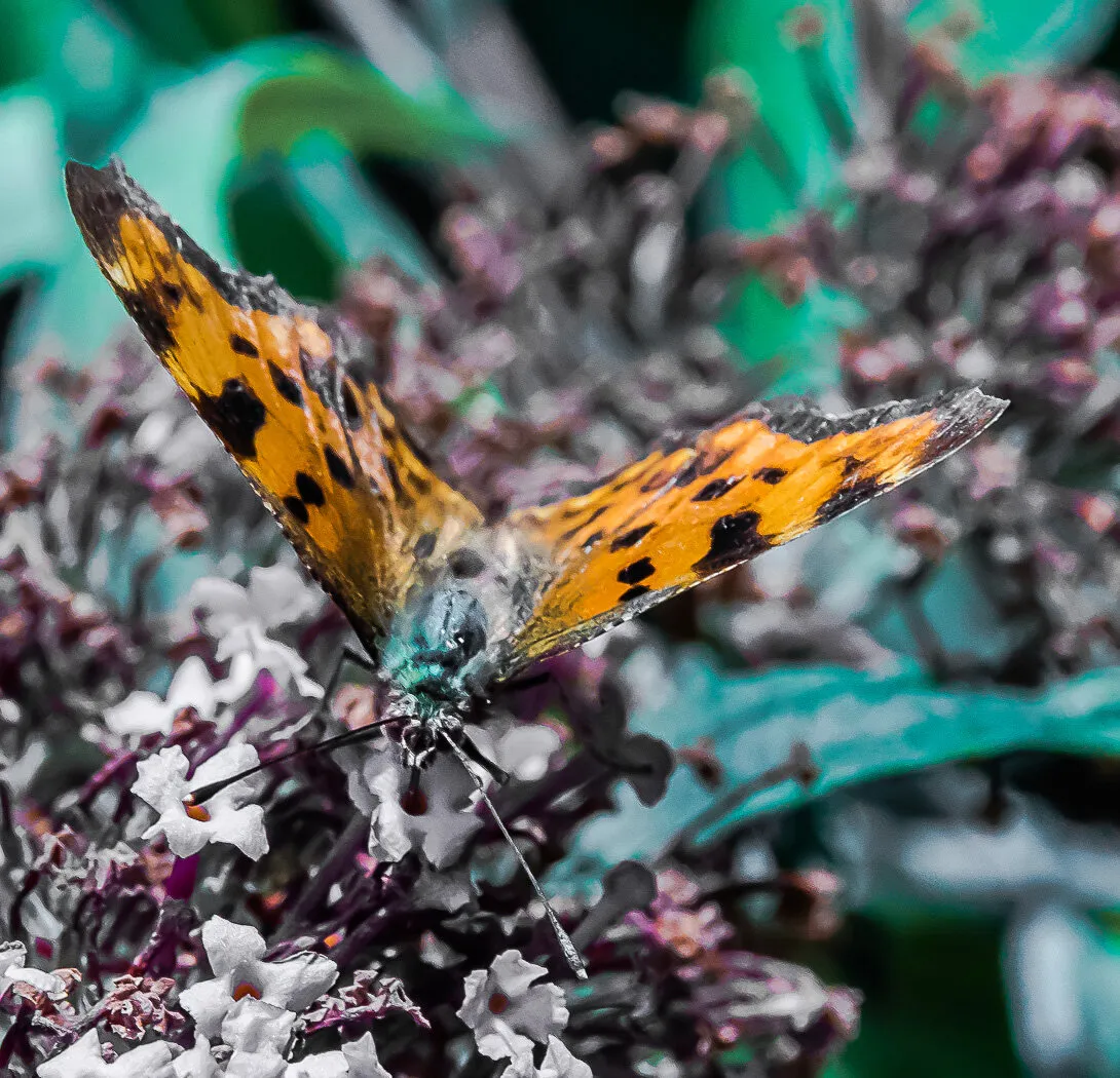 Comma Butterfly