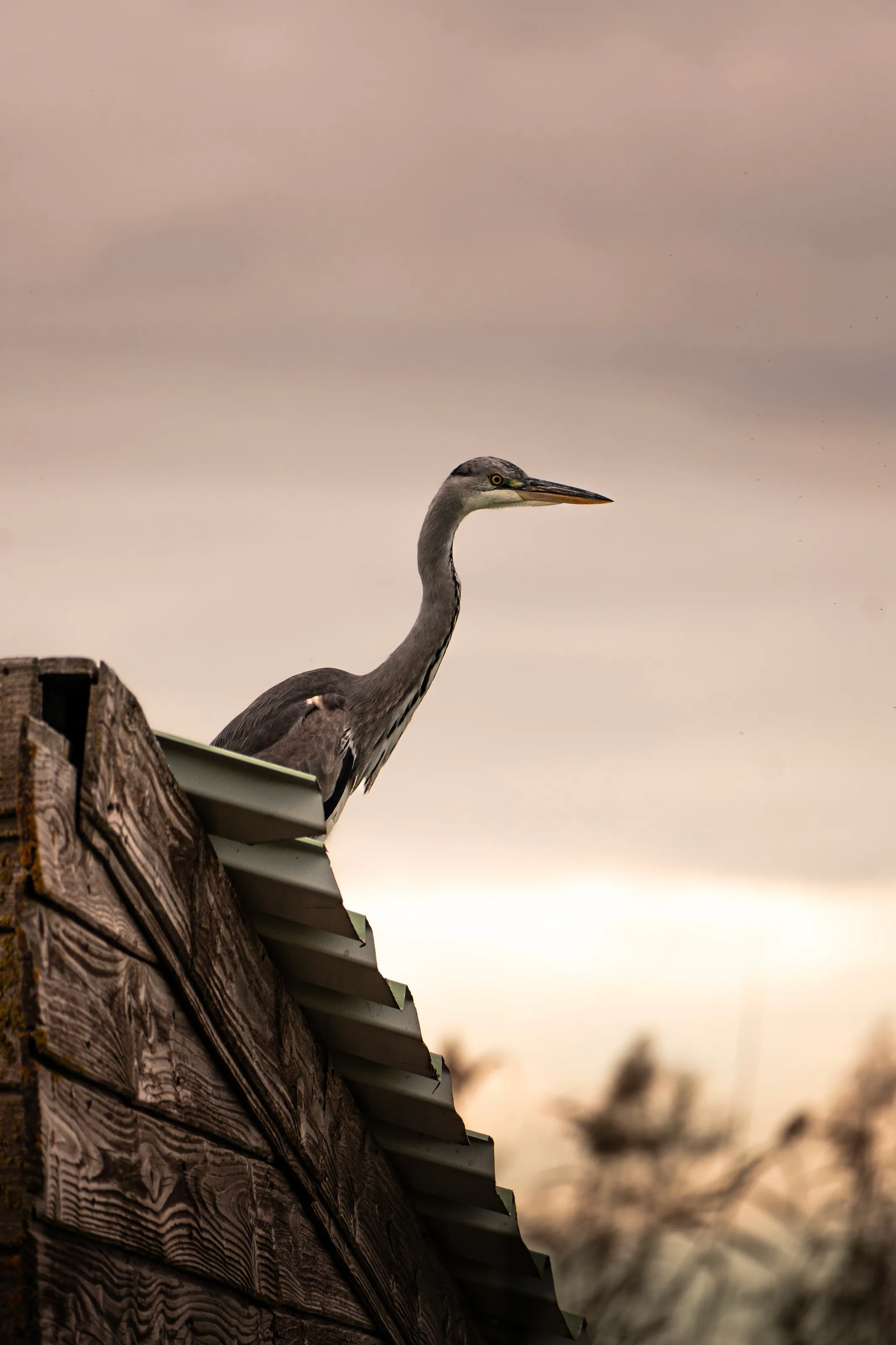 Heron on the roof