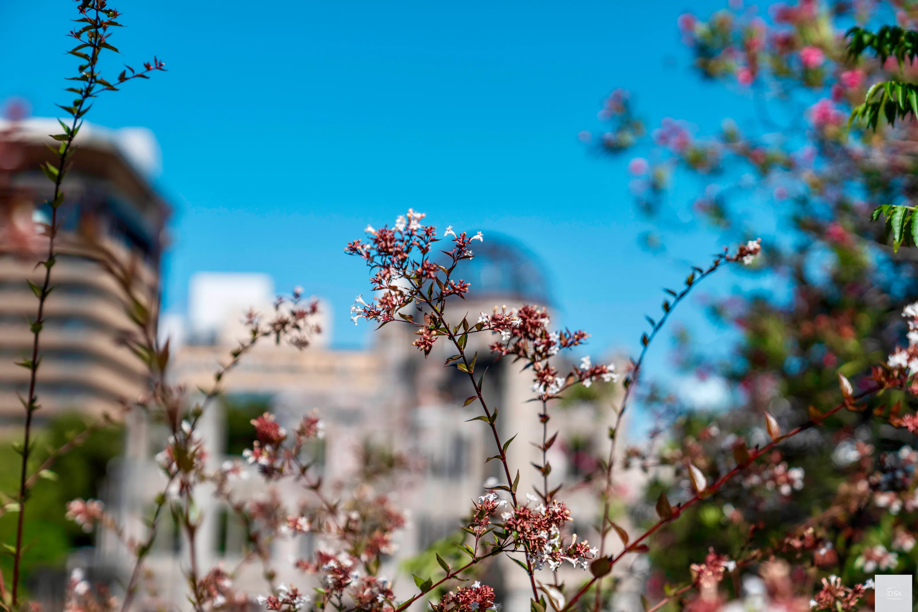 Foreground or Background Out of Focus