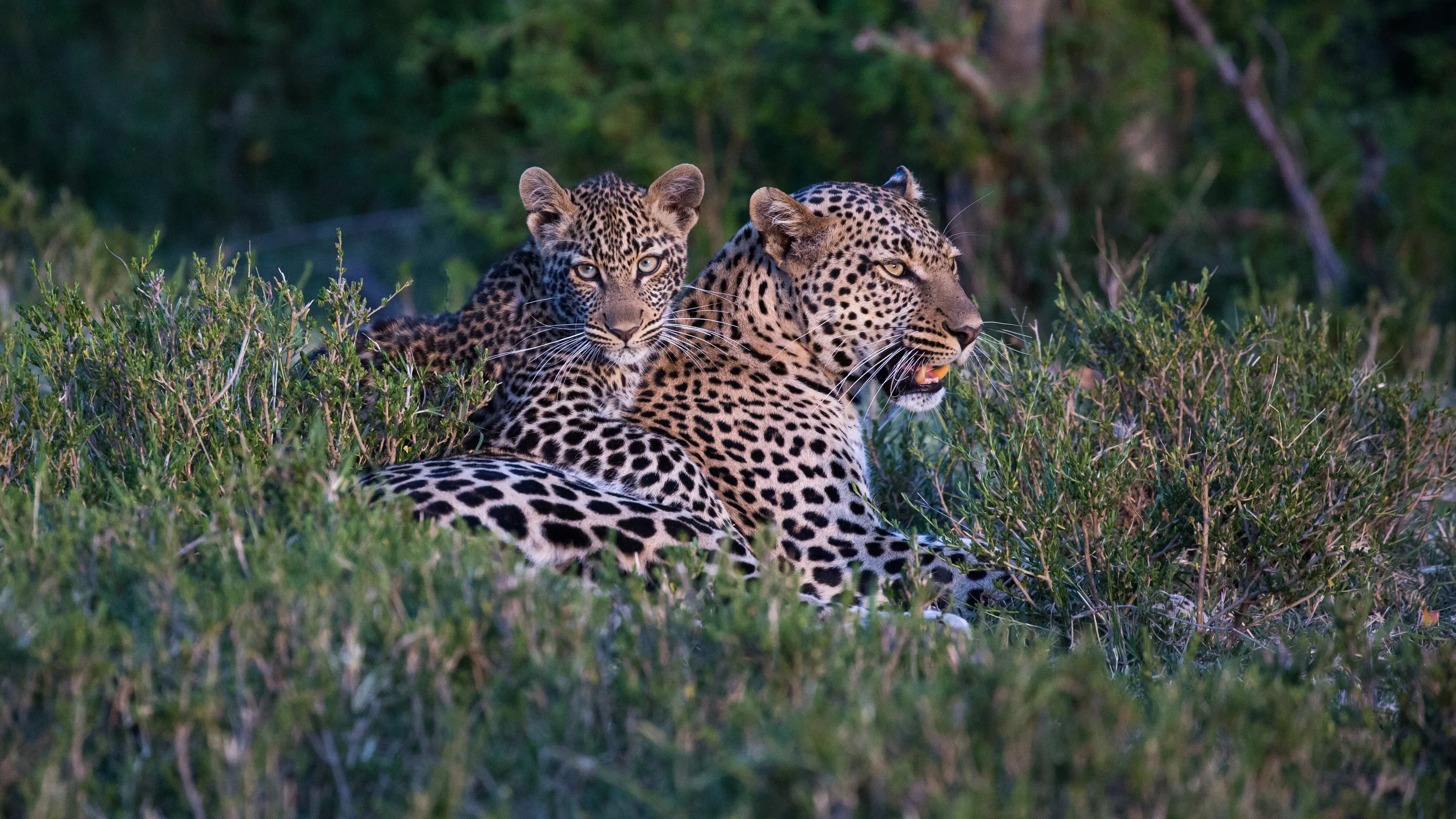 Mother and Cub