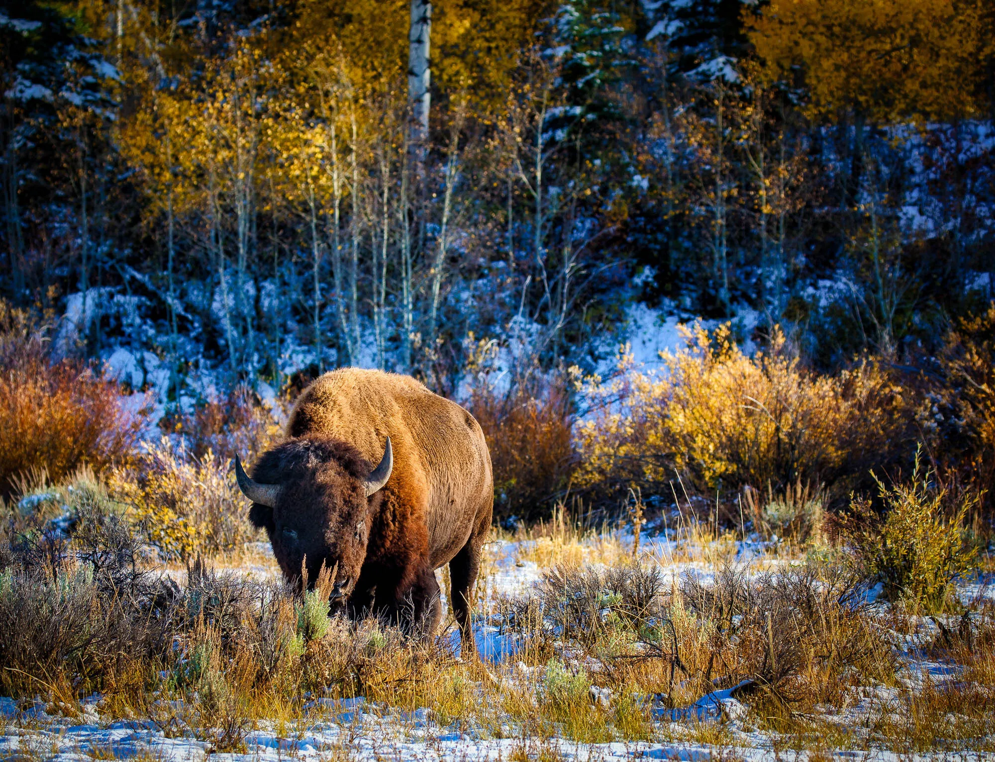 Bison