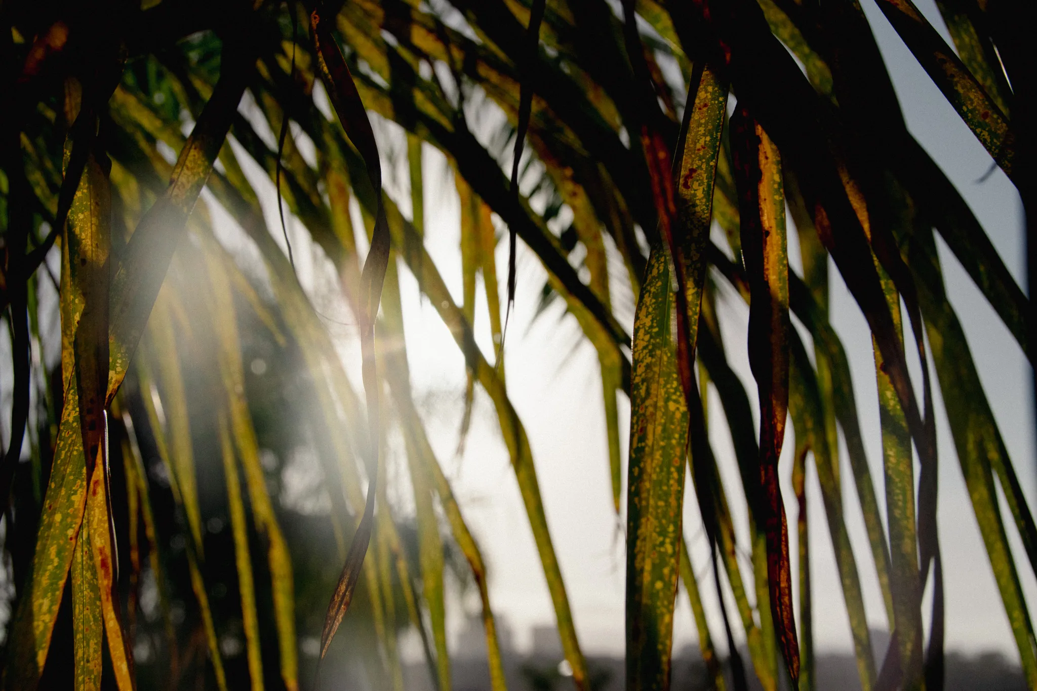 Palm Fronds