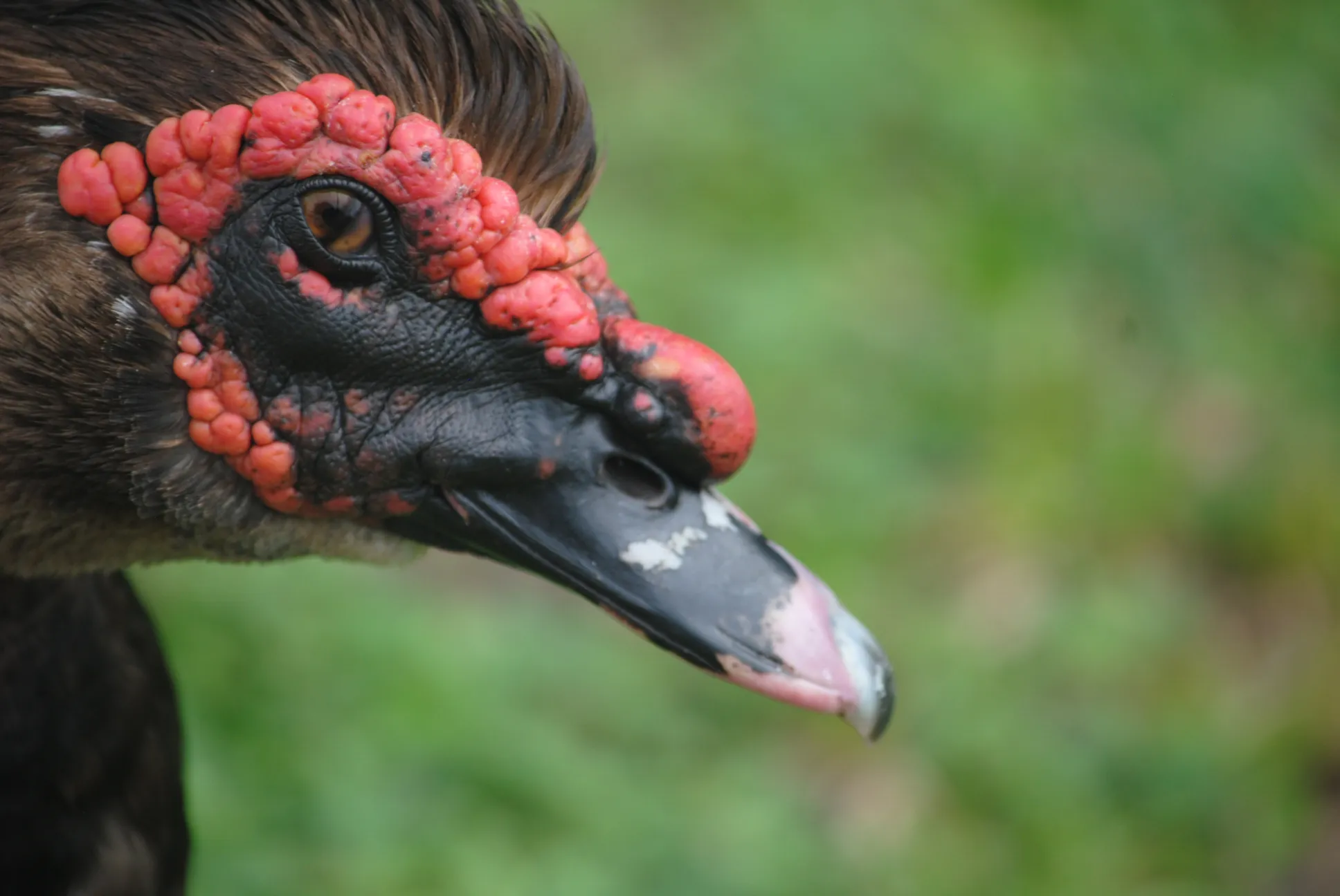 Muscovy Duck