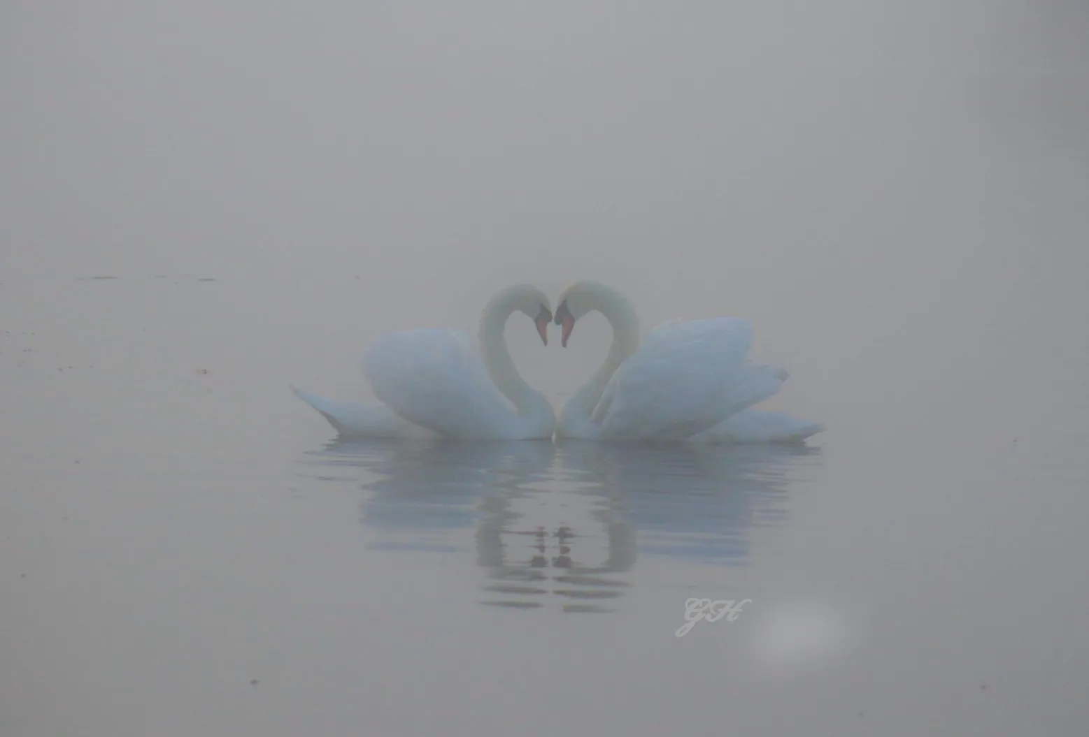 Swans in the mist