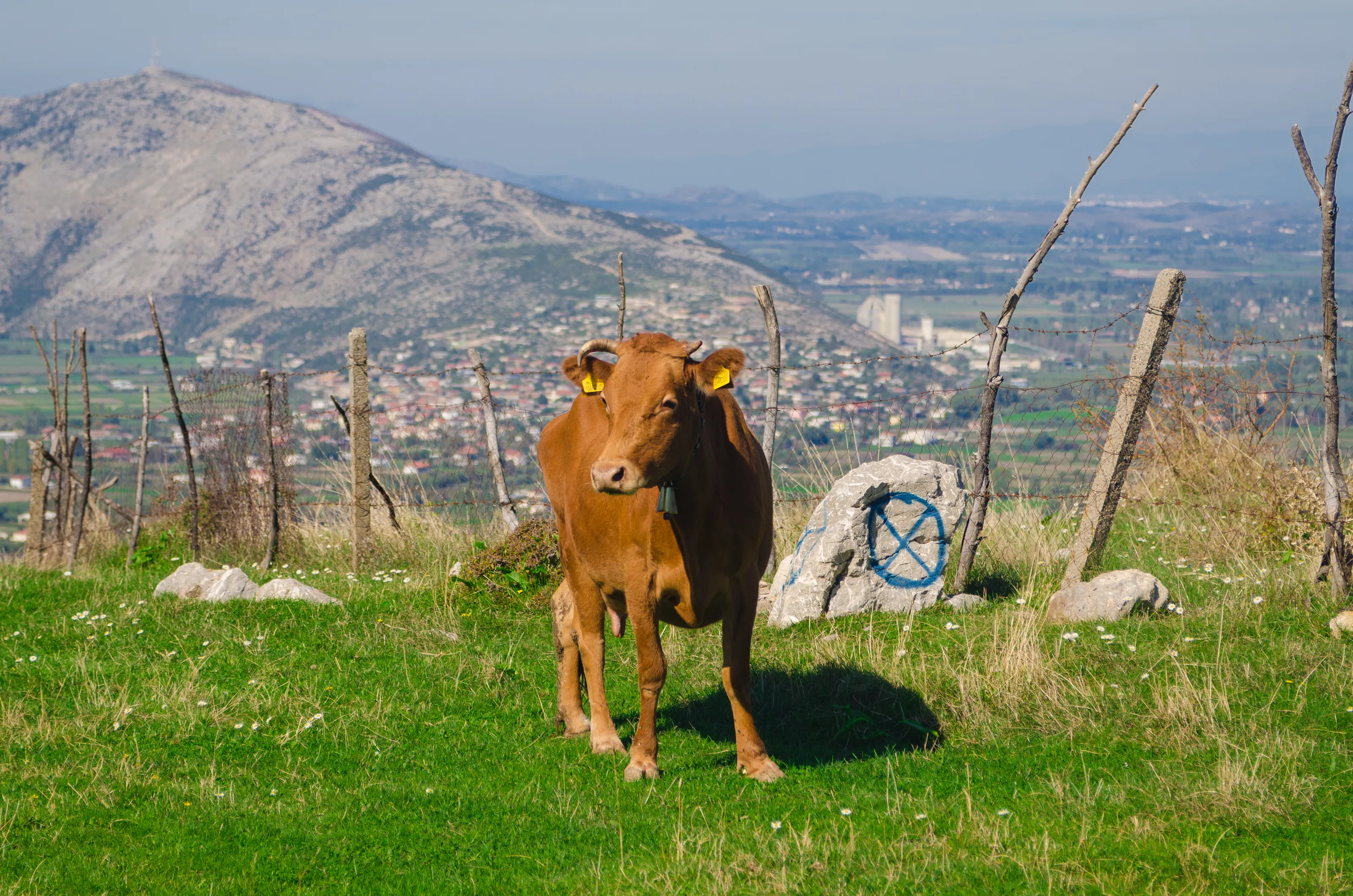moo