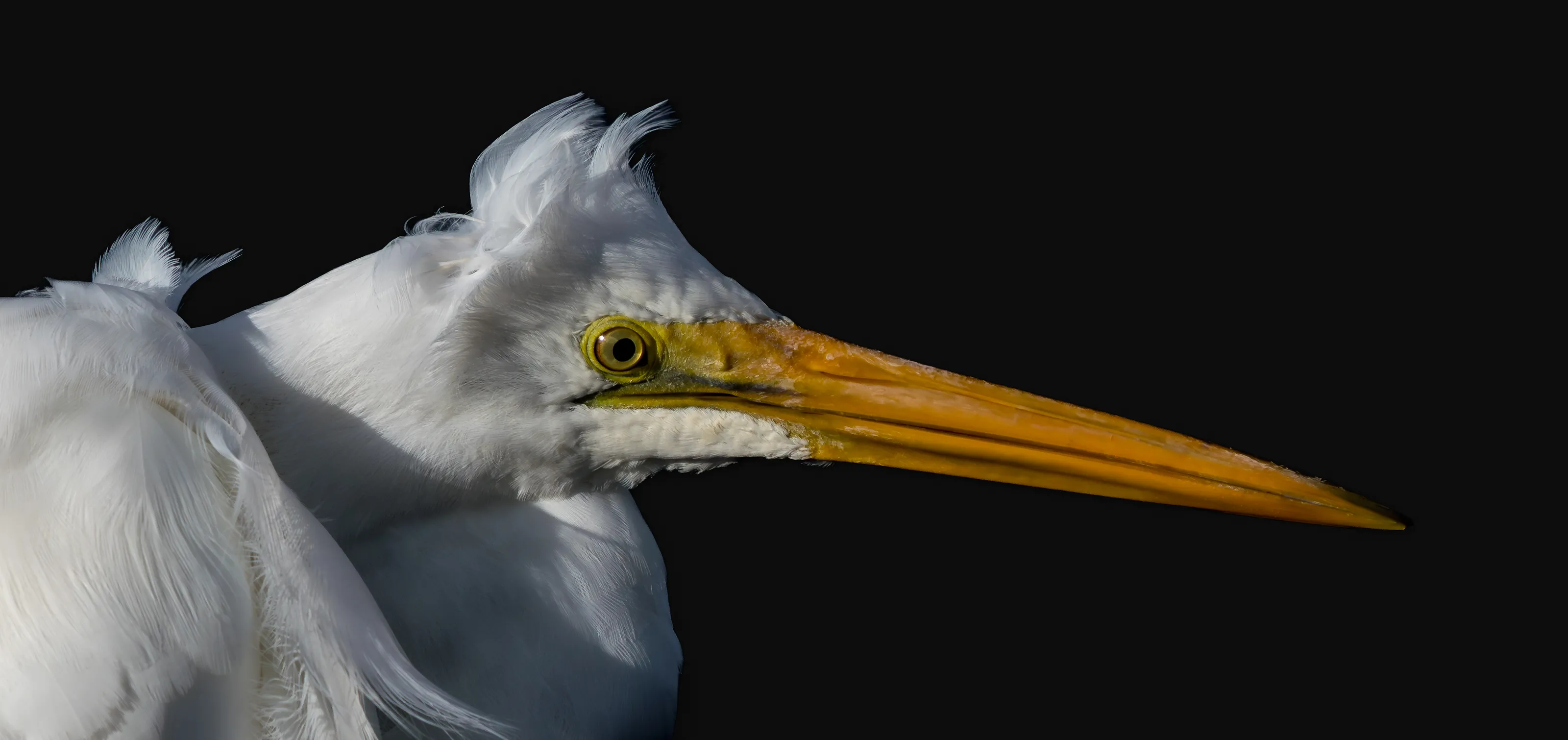 Great Egret vibe