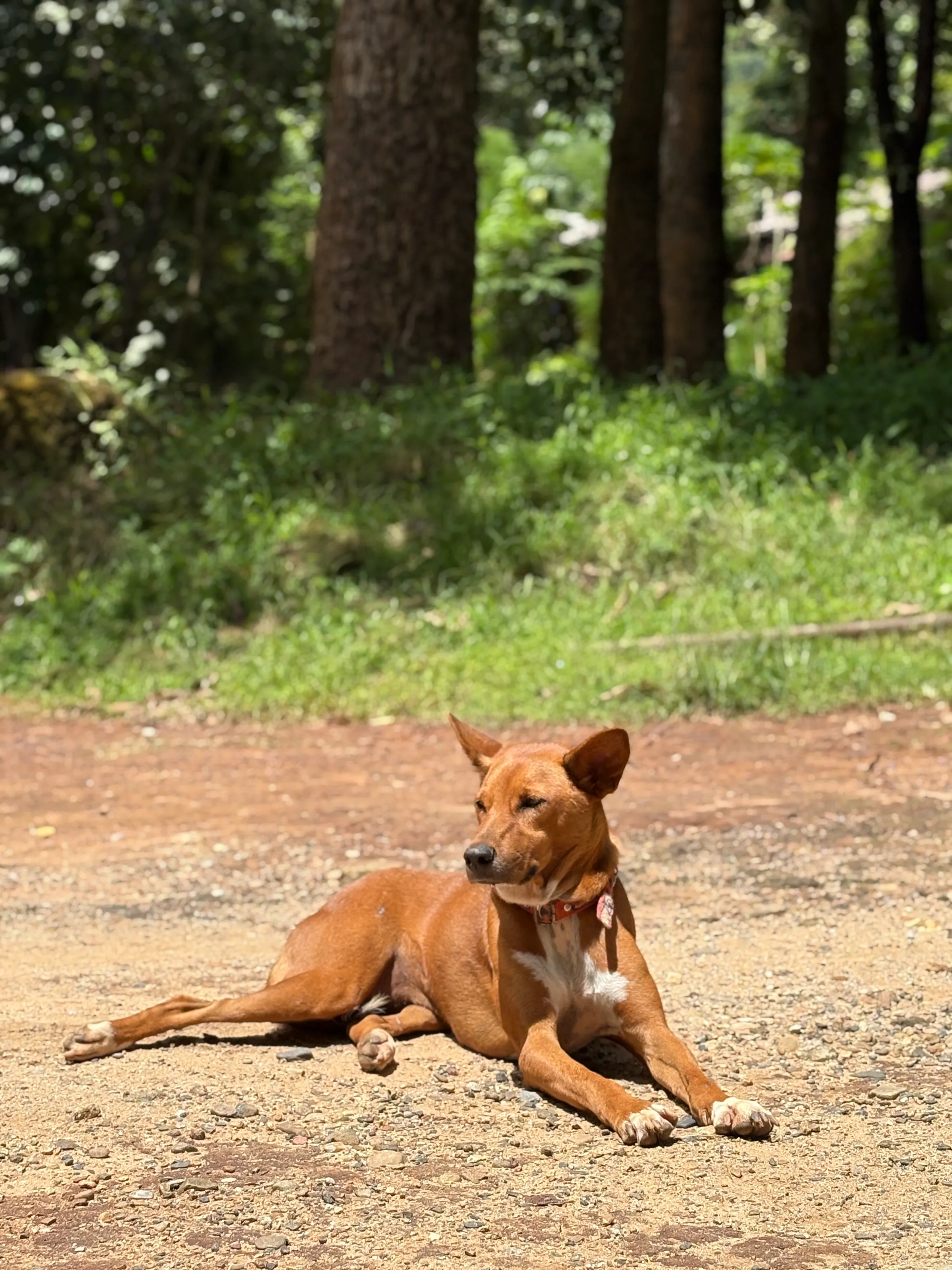 A Dog from the lands of Chiang Mai