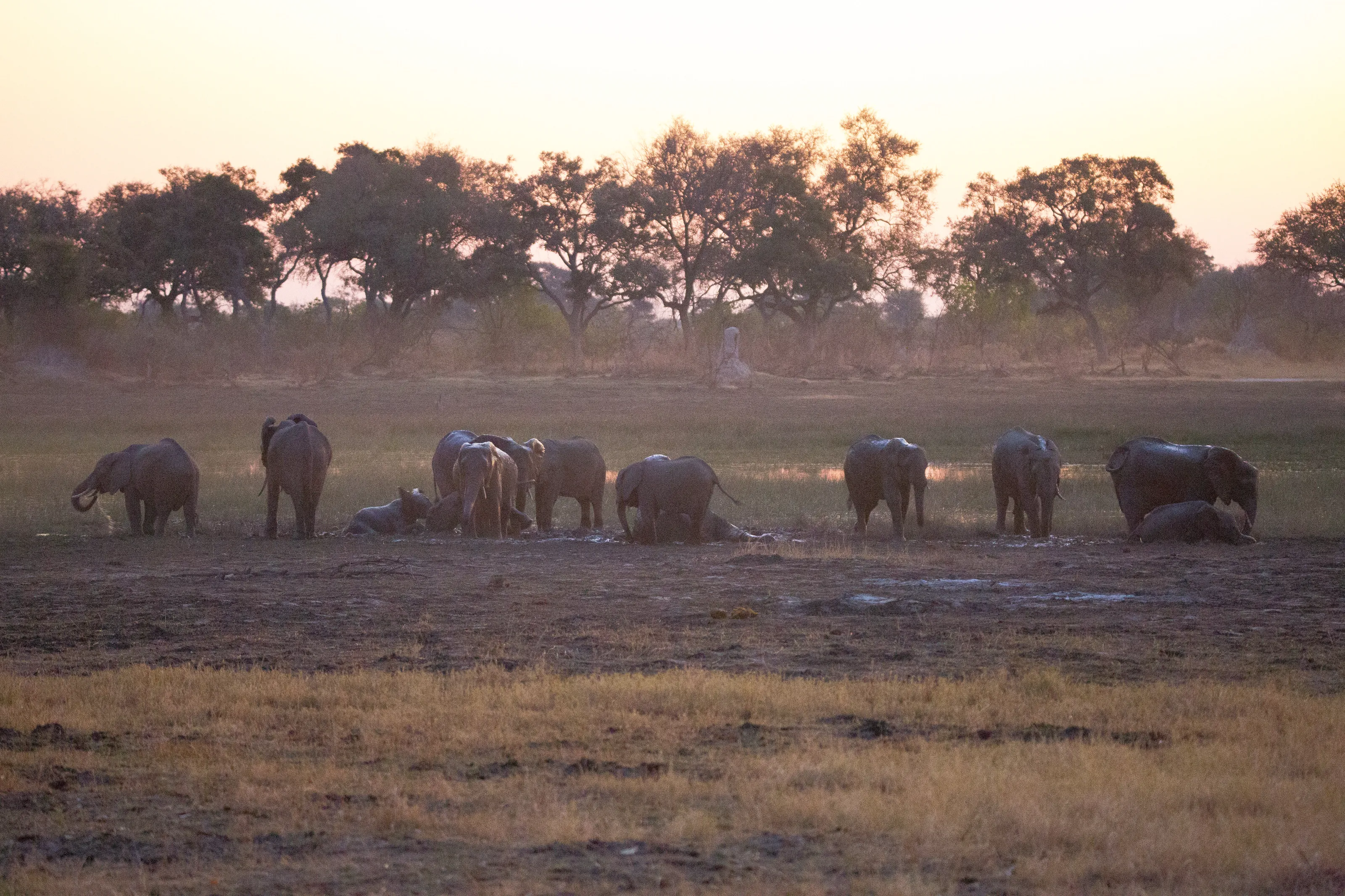 Elephant herd in the Okavango delta