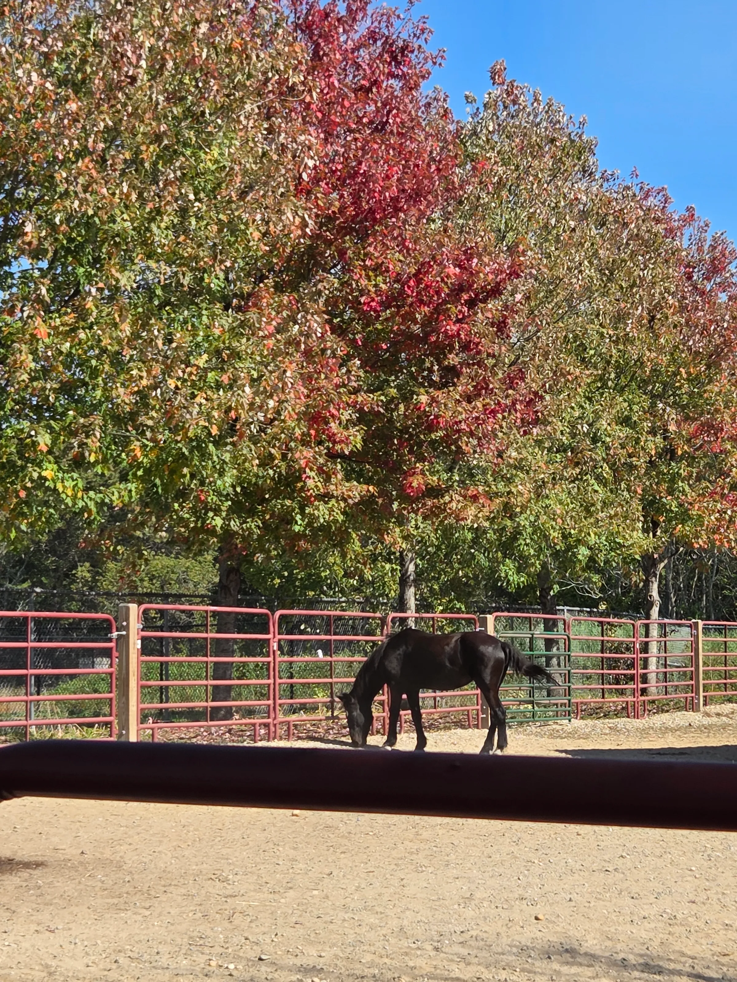 A horse on a Autumn day.